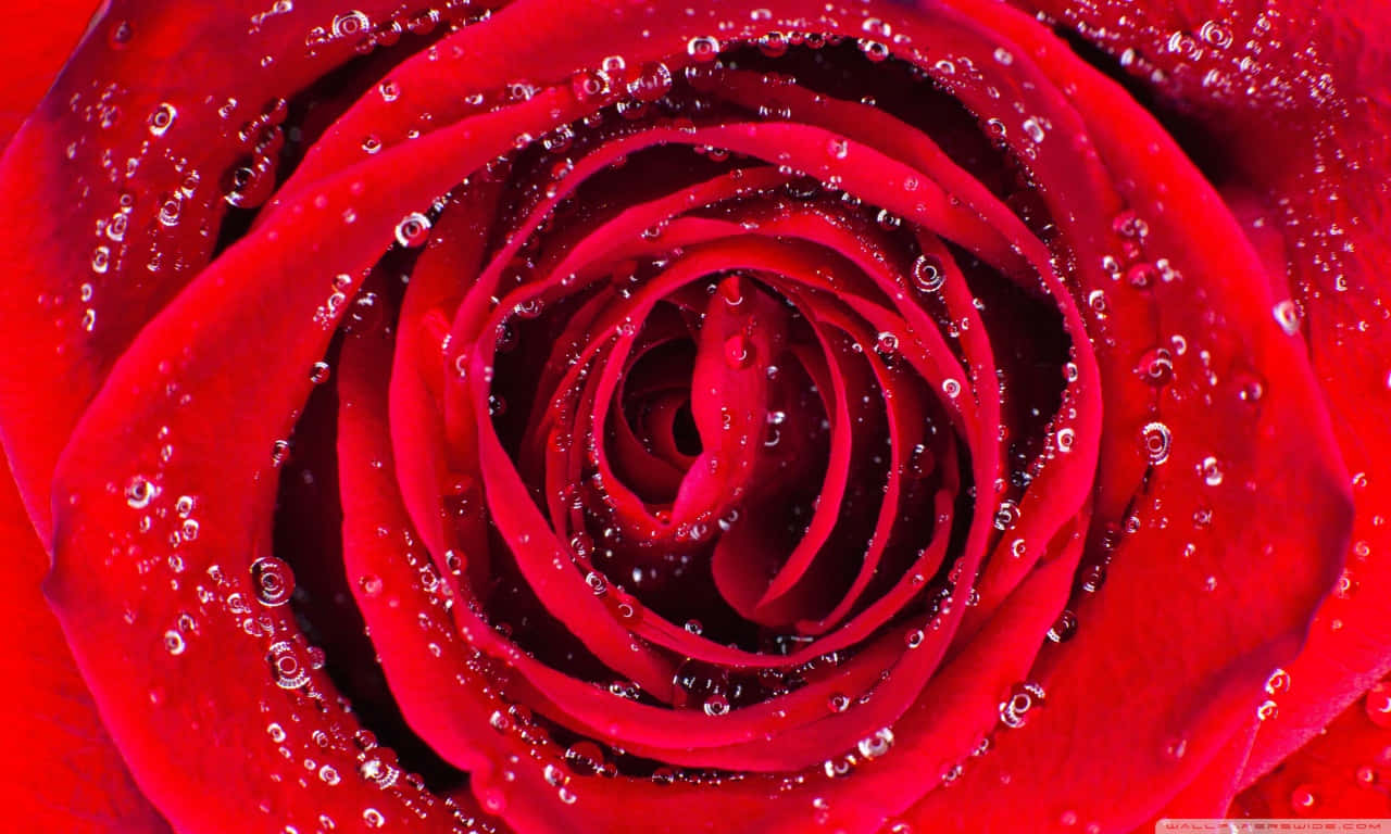 1280x768 Rose 桌布 壁紙 — 柔和日光下，一朵鮮豔紅玫瑰的特寫，露珠在其天鵝絨般的花瓣上閃閃發光。