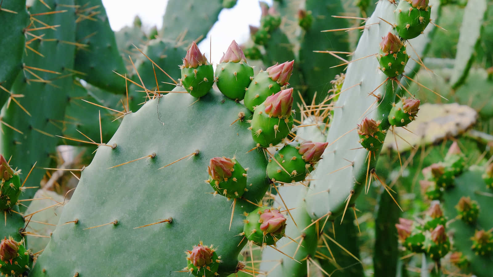 Cactus 桌布 壁紙 — 柔和日光下，帶有花蕾和尖刺的綠色仙人掌掌片的特寫。