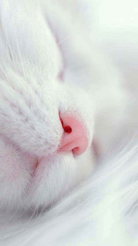 Cute Cat 桌布 壁紙 — 柔和日光下，毛茸茸白貓的粉紅鼻子和柔軟毛髮的寧靜特寫。