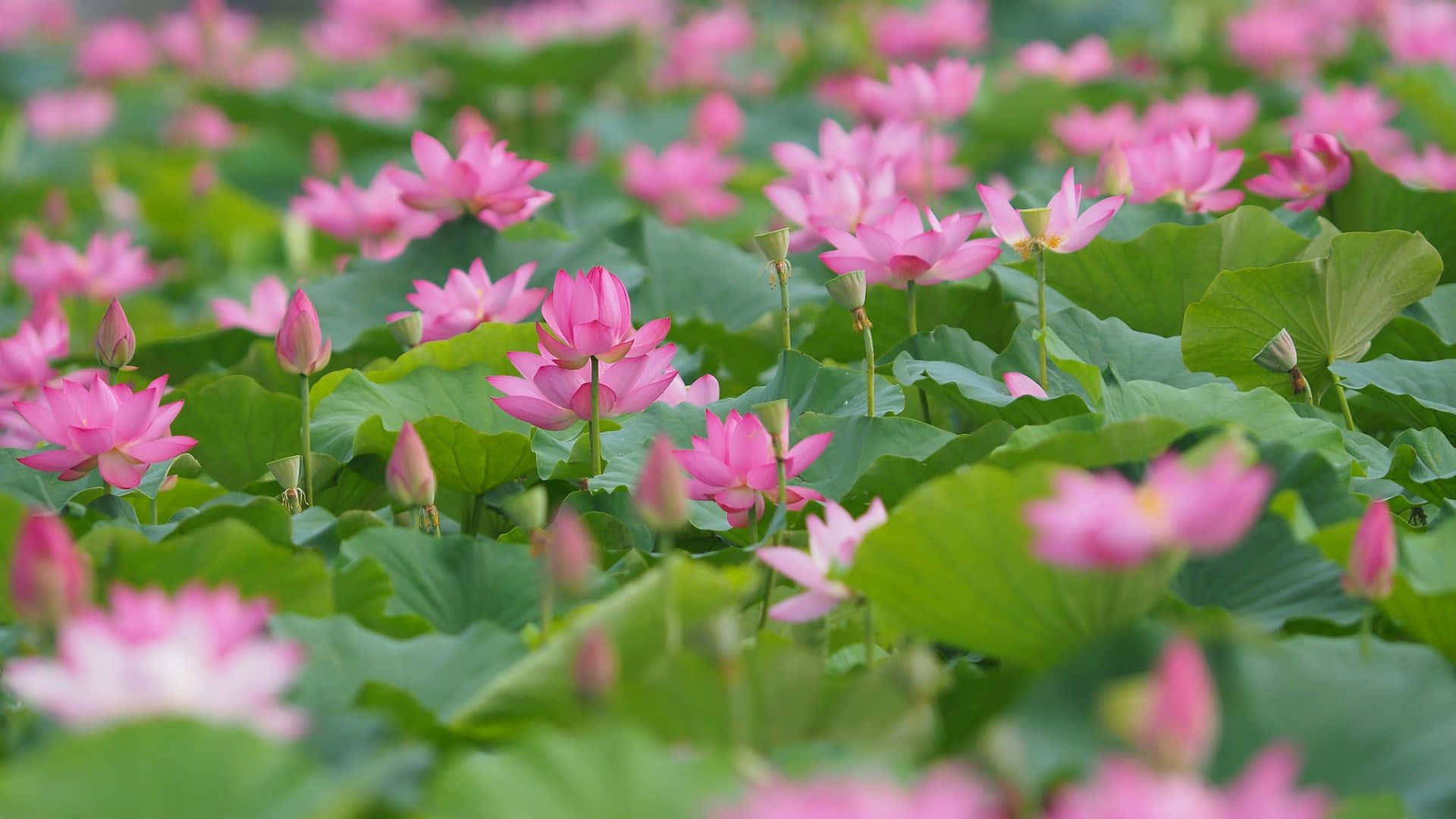 lotus 桌布 壁紙 — 柔和日光下，粉紅蓮花在茂盛綠荷葉間盛開的寧靜田野。
