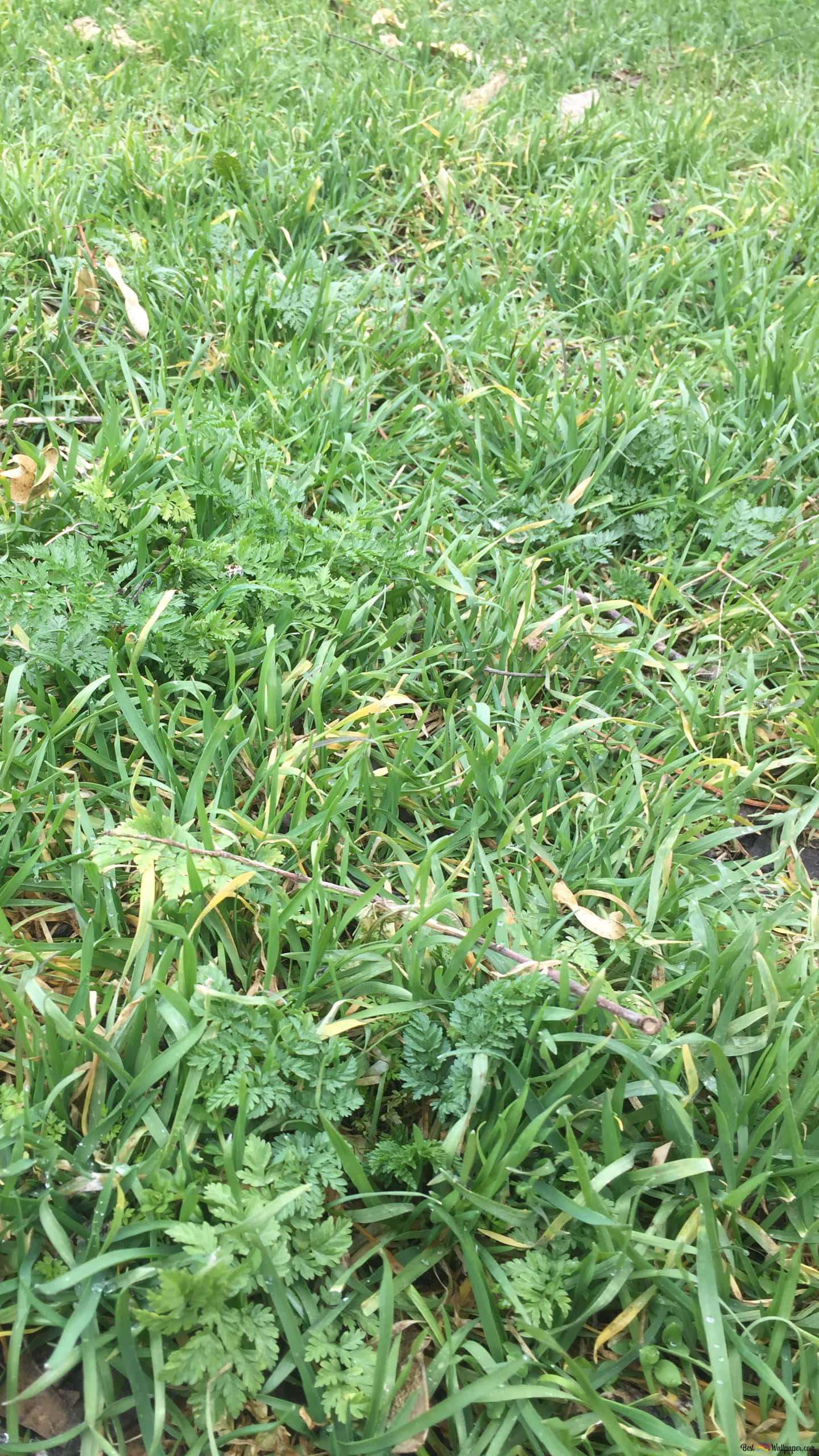 Grass 桌布 壁紙 — 柔和日光下，鮮綠色草叢中夾雜著細膩的蕨類植物和散落的乾葉特寫。