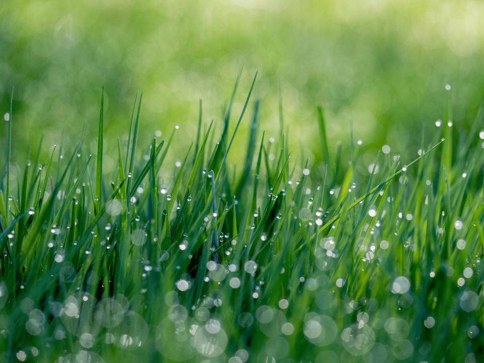 Droplets 桌布 壁紙 — 柔和晨光下，充滿活力的綠色草葉上閃爍著露珠的特寫。