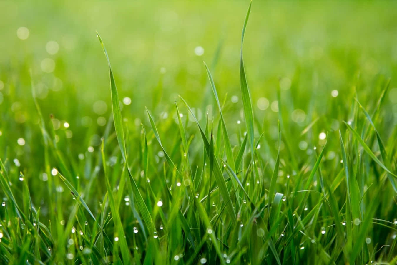 Grass 桌布 壁紙 — 柔和晨光下，充滿活力的綠色草葉上閃爍著露珠的特寫。