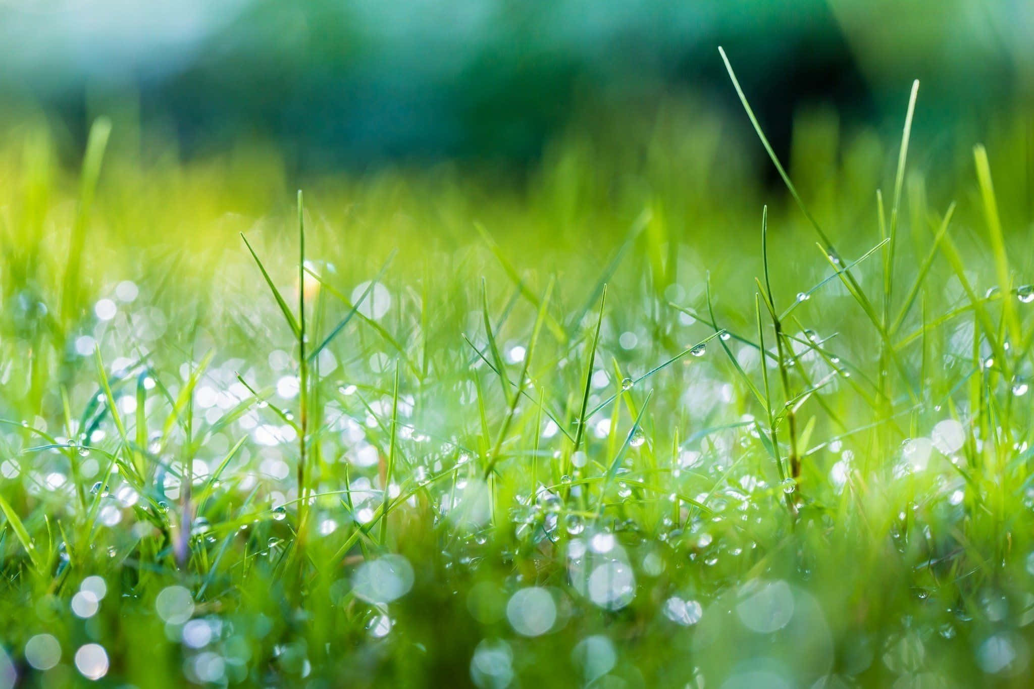 Spring Grass 桌布 壁紙 — 柔和晨光下，翠綠草葉上閃爍著露珠的特寫。