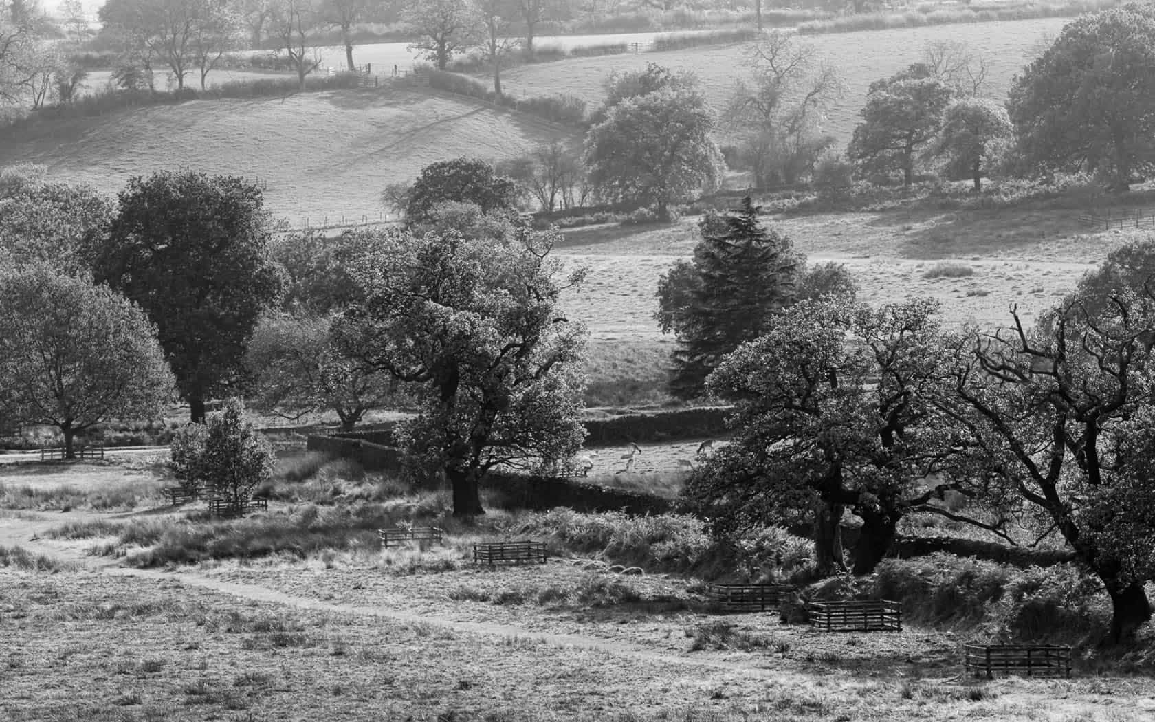 Black And White Landscape 桌布 壁紙 — 柔和晨光下，連綿起伏的山丘上點綴著茂密樹木和石籬的寧靜黑白風景。