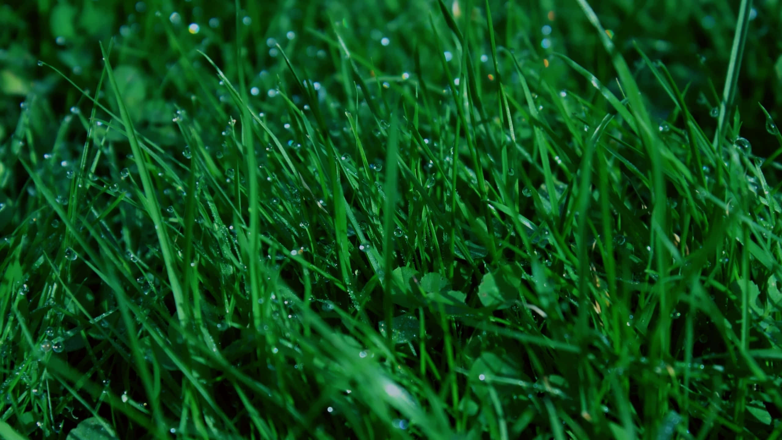 Green Grass 桌布 壁紙 — 柔和晨光下，鮮綠色草葉上閃爍著清新露珠的特寫。