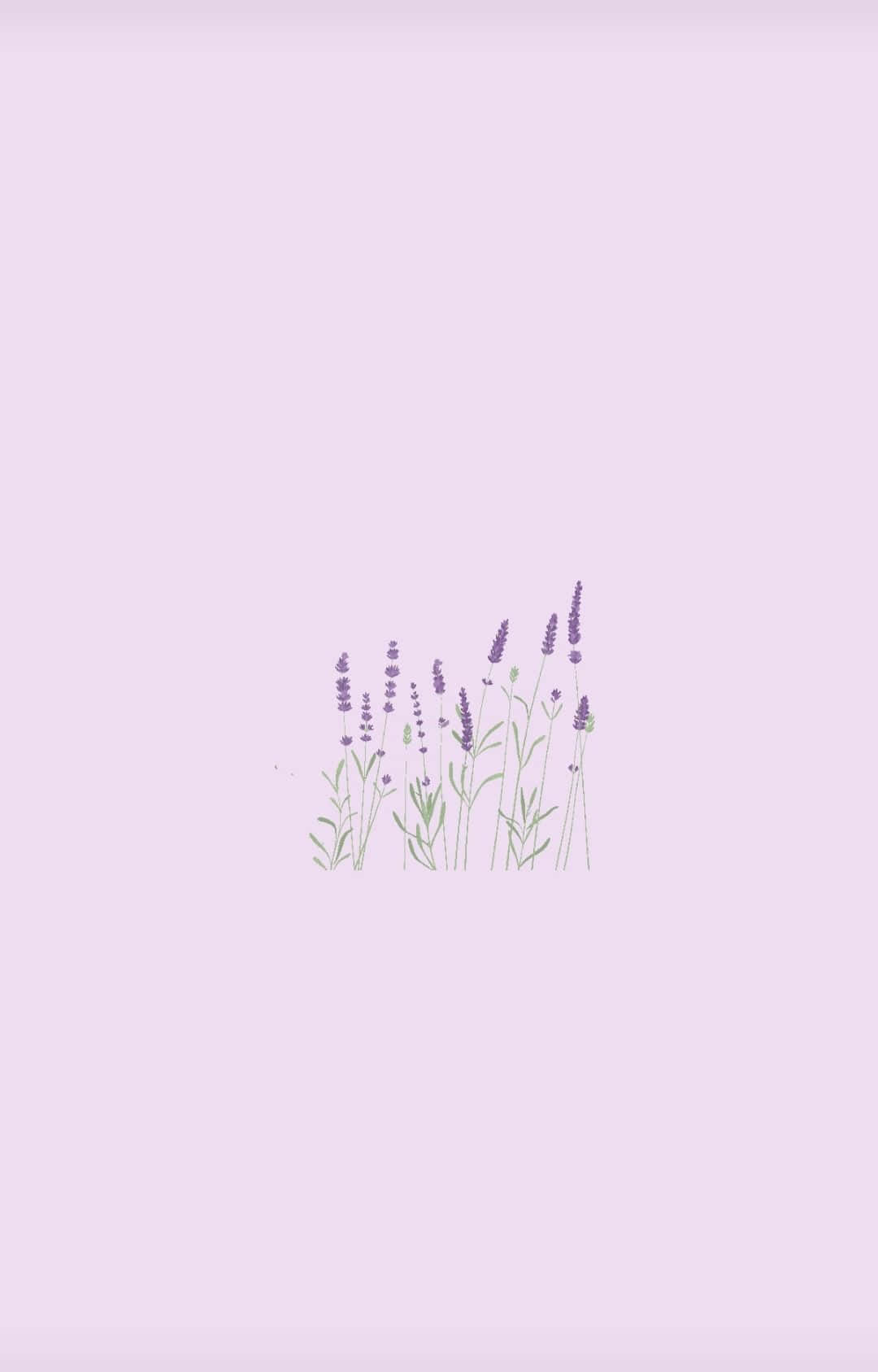 Lilac Color 桌布 壁紙 — 柔和淡紫色背景上，帶有綠色莖的薰衣草花朵的極簡插圖。