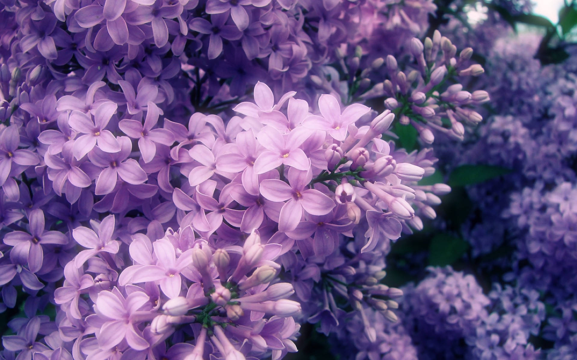 Flowers 桌布 壁紙 — 柔和焦點下，茂盛紫色丁香花的特寫，花瓣柔軟，莖部翠綠。