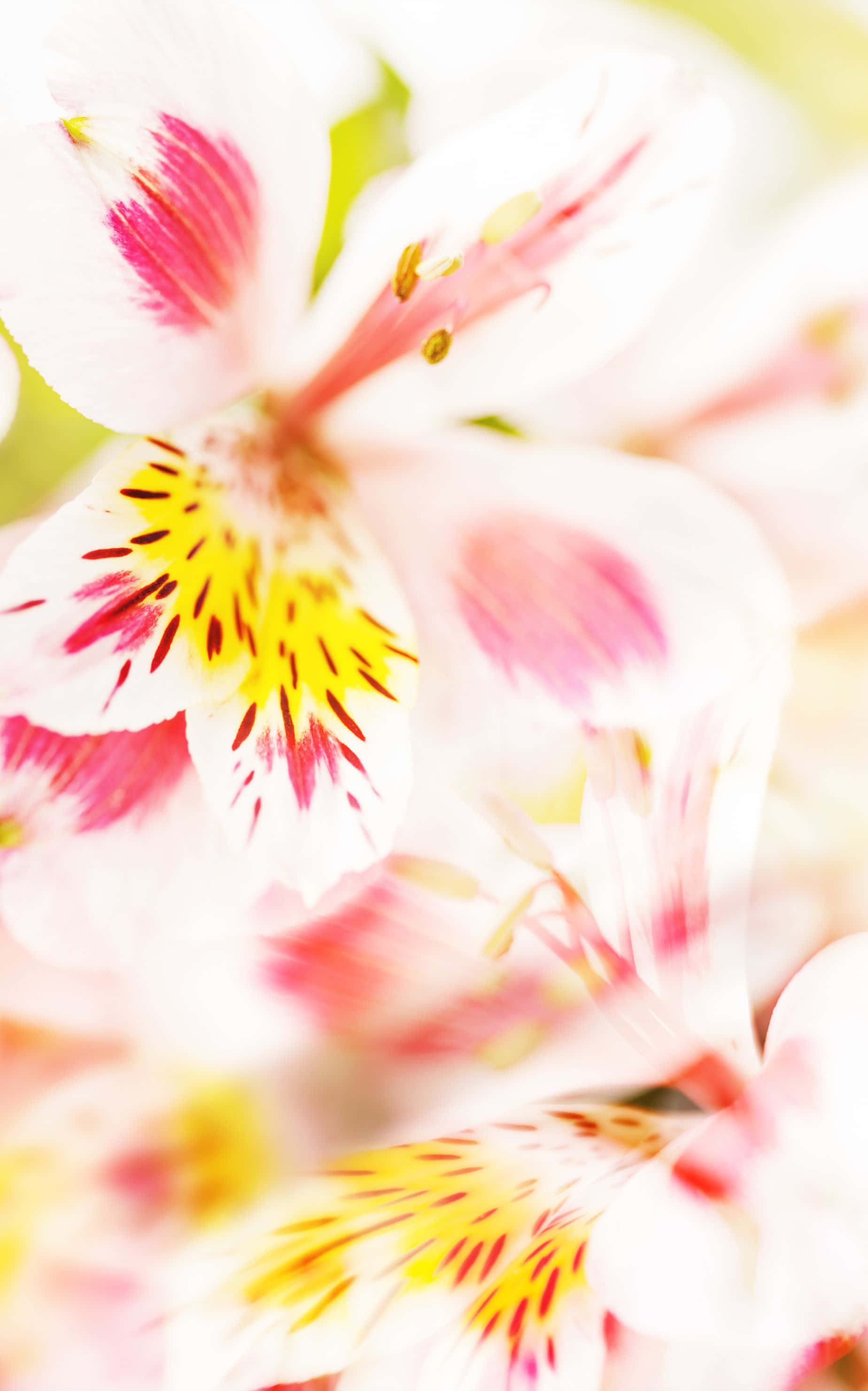 1848x2960 桌布 壁紙 — 柔和焦點特寫，細膩的白色花朵，粉紅色和黃色的花蕊在溫暖光線中閃耀。