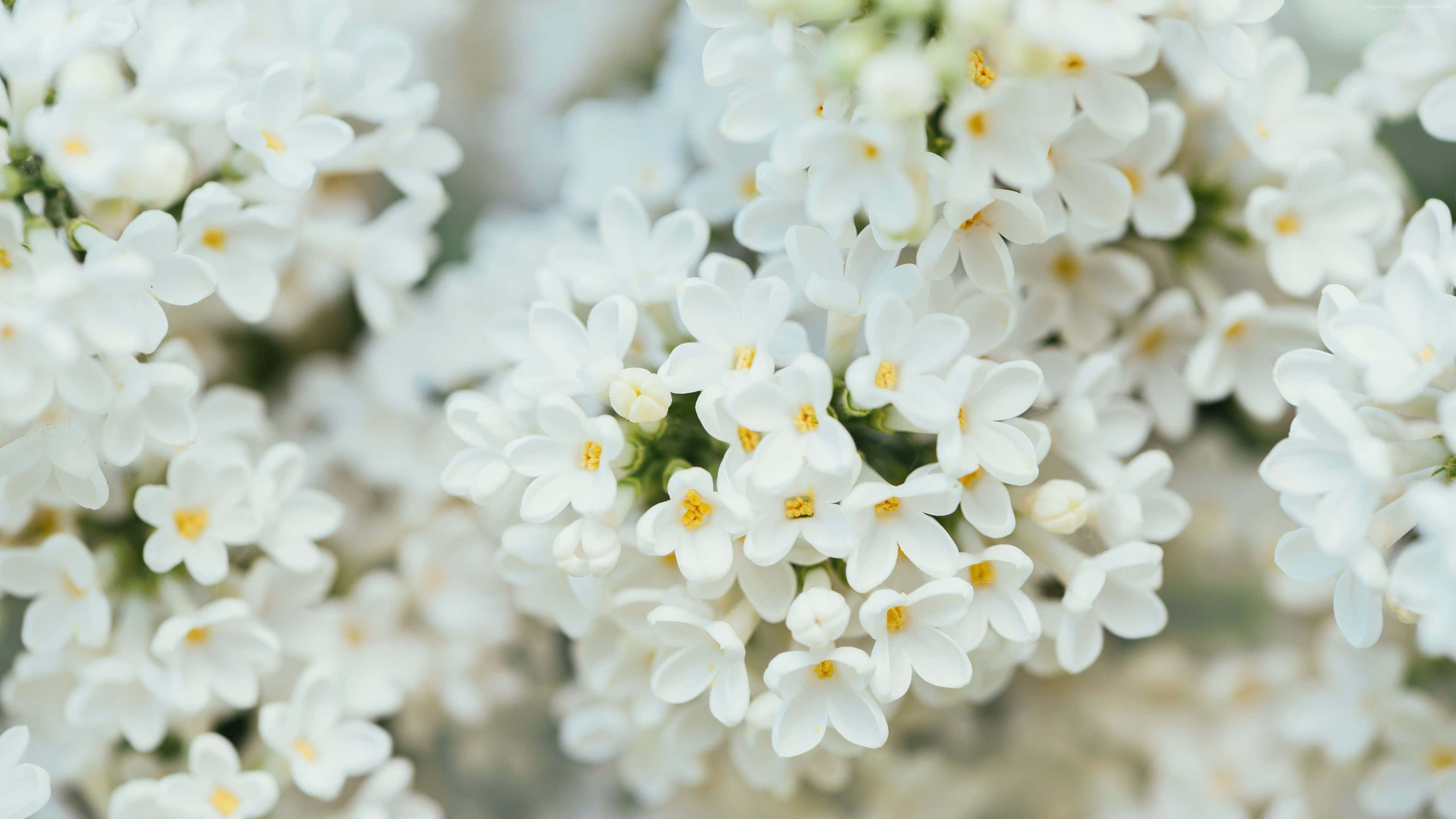 White Flowers 桌布 壁紙 — 柔和焦點特寫，細膩的白花帶有微妙的黃色花心，在溫和的陽光下密集綻放。