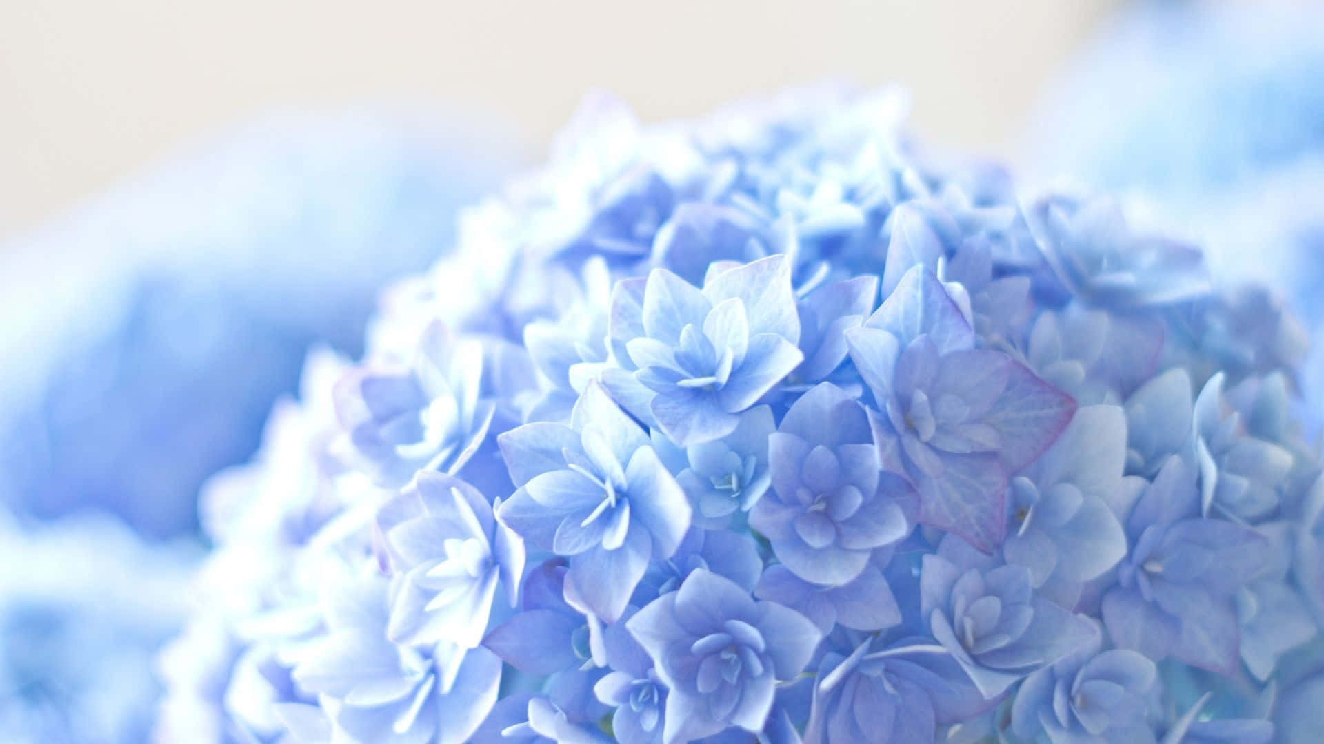 Flowers 桌布 壁紙 — 柔和焦點特寫，細膩的藍色繡球花在溫柔的日光中閃耀。
