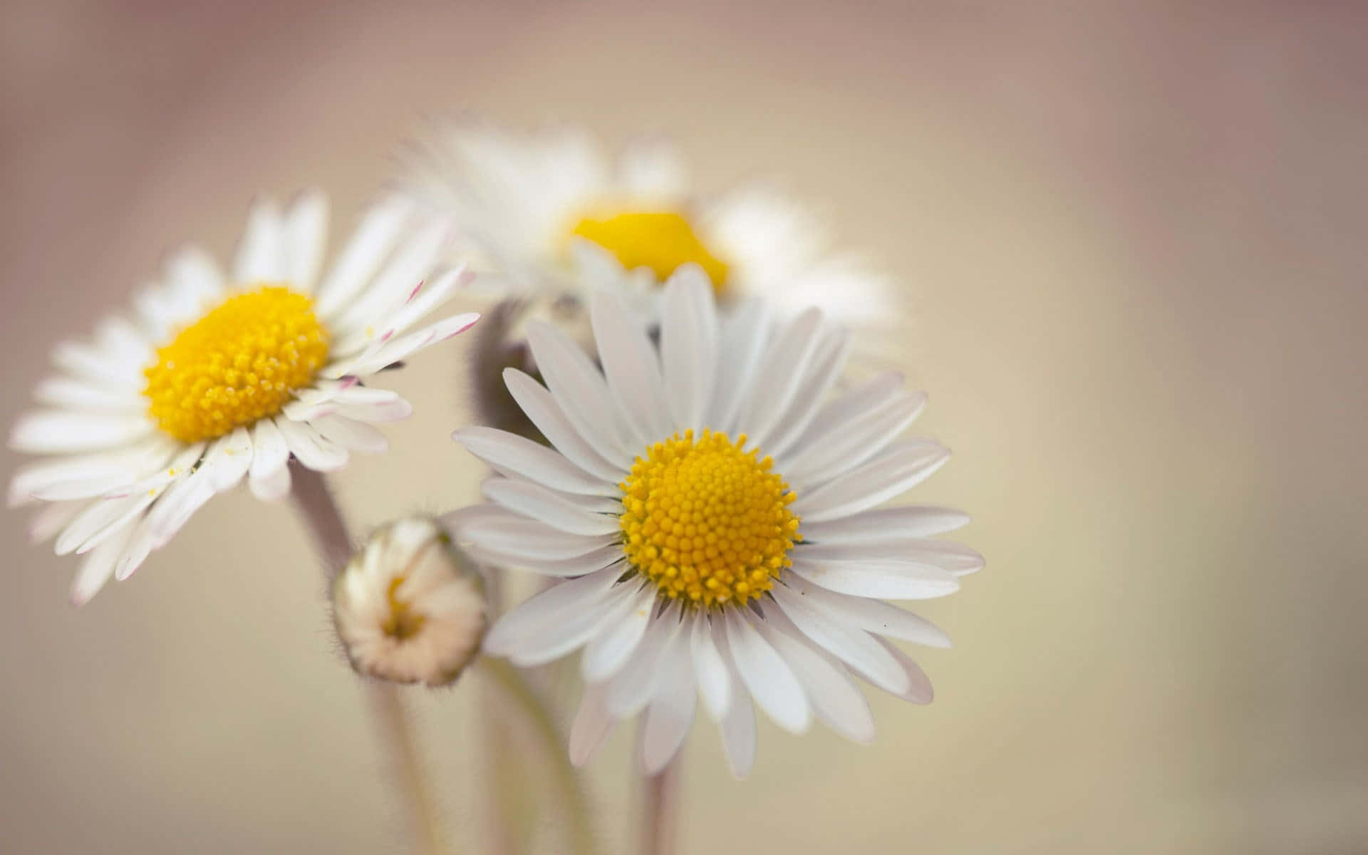 1366x768 Daisies 桌布 壁紙 — 柔和焦點特寫白色雛菊，帶有鮮黃色花心，背景溫暖模糊。