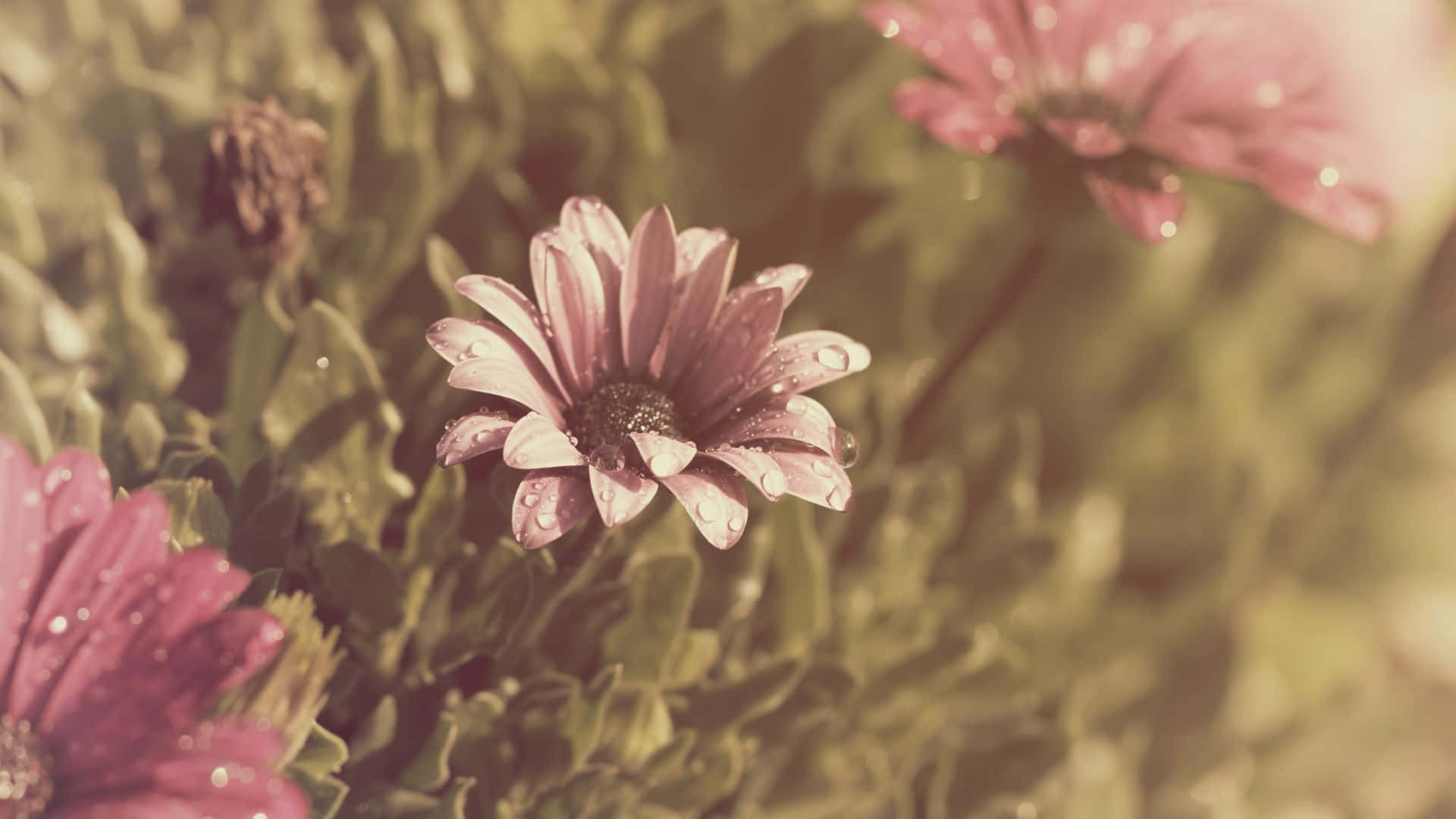 Vintage Flower 桌布 壁紙 — 柔和焦點特寫粉紅雛菊，露珠在溫暖金色光芒中閃爍。