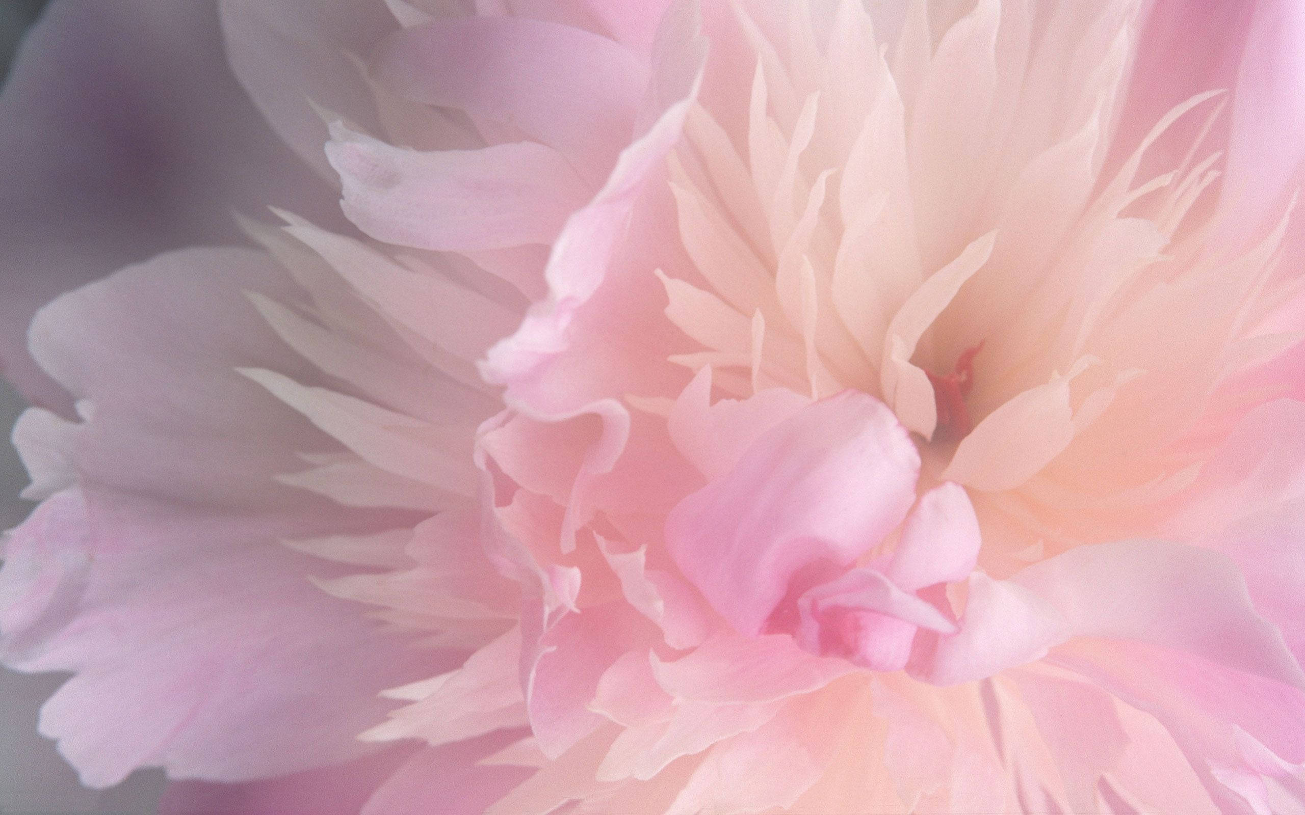 Peony 桌布 壁紙 — 柔和焦點的微距特寫，展現一朵精緻的粉紅牡丹，層層花瓣在柔和光線中閃耀。