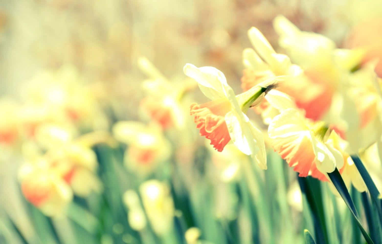 Yellow Daffodils 桌布 壁紙 — 柔和焦點的水仙花在溫暖陽光下盛開，奶油色花瓣和橙色花心襯托模糊的綠色莖幹。
