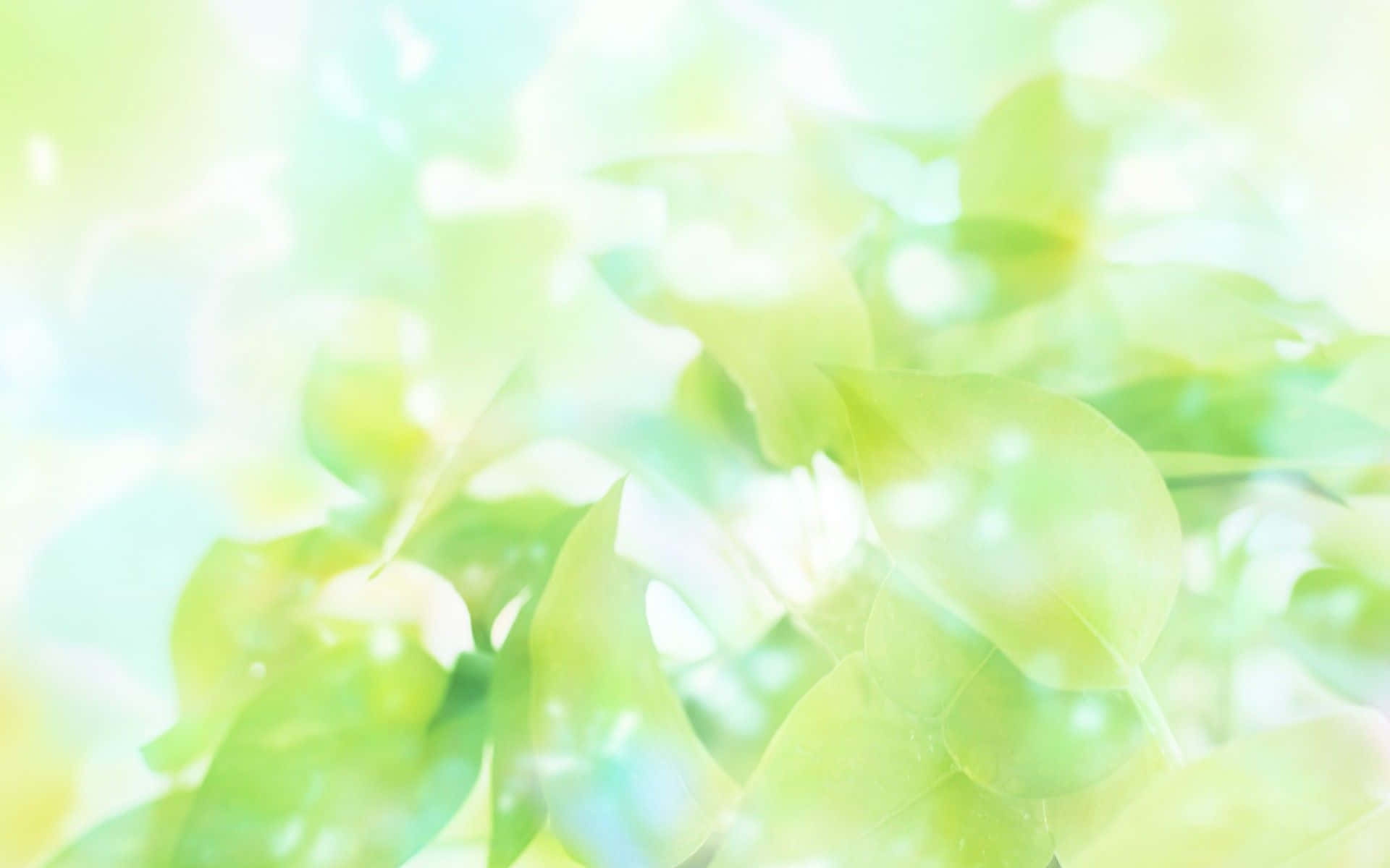 Green Leaves 桌布 壁紙 — 柔和發光的綠色葉片被陽光輕輕模糊，營造出夢幻縹緲的氛圍。