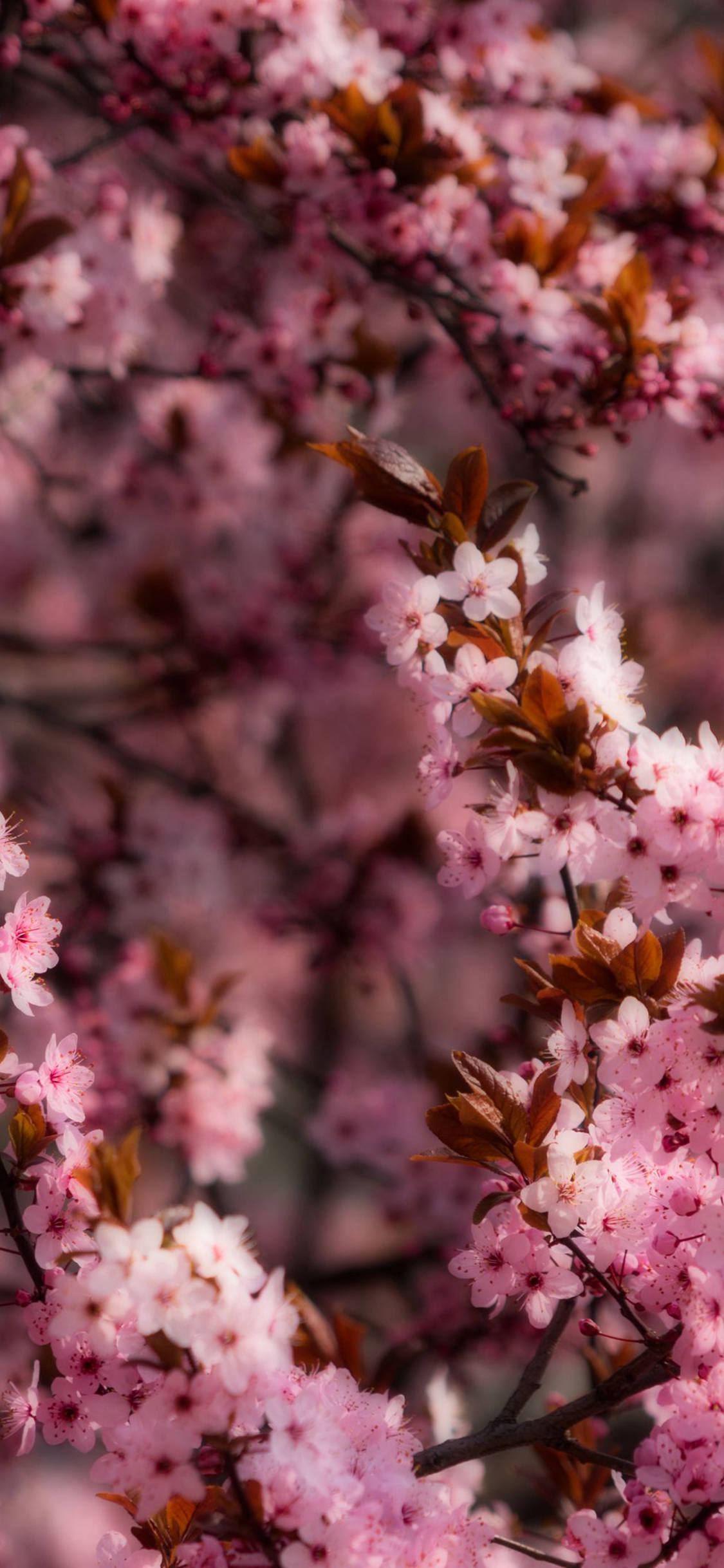 Spring iPhone 桌布 壁紙 — 柔和的散景背景下，深色樹枝上盛開的粉嫩櫻花特寫。