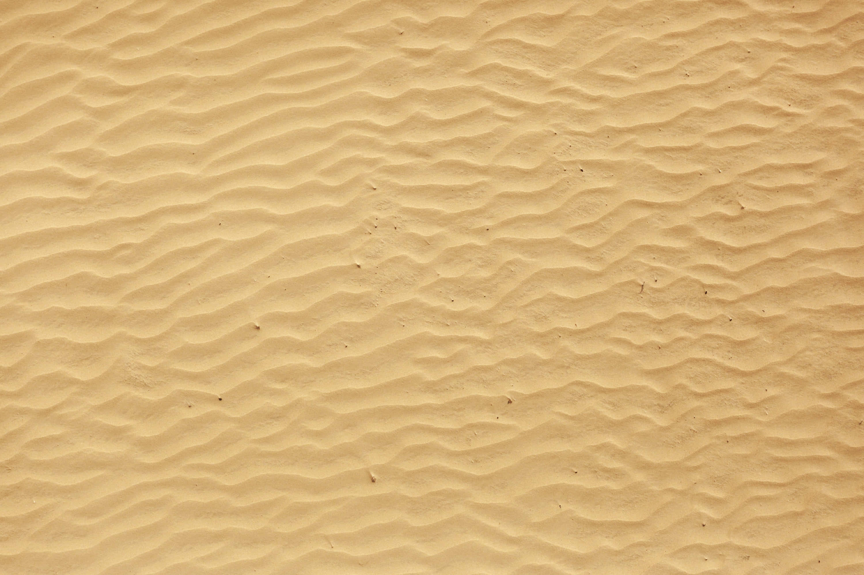 sand 桌布 壁紙 — 柔和的日光下，波紋狀金色沙丘的特寫，顯現出細膩的顆粒和微妙的陰影。