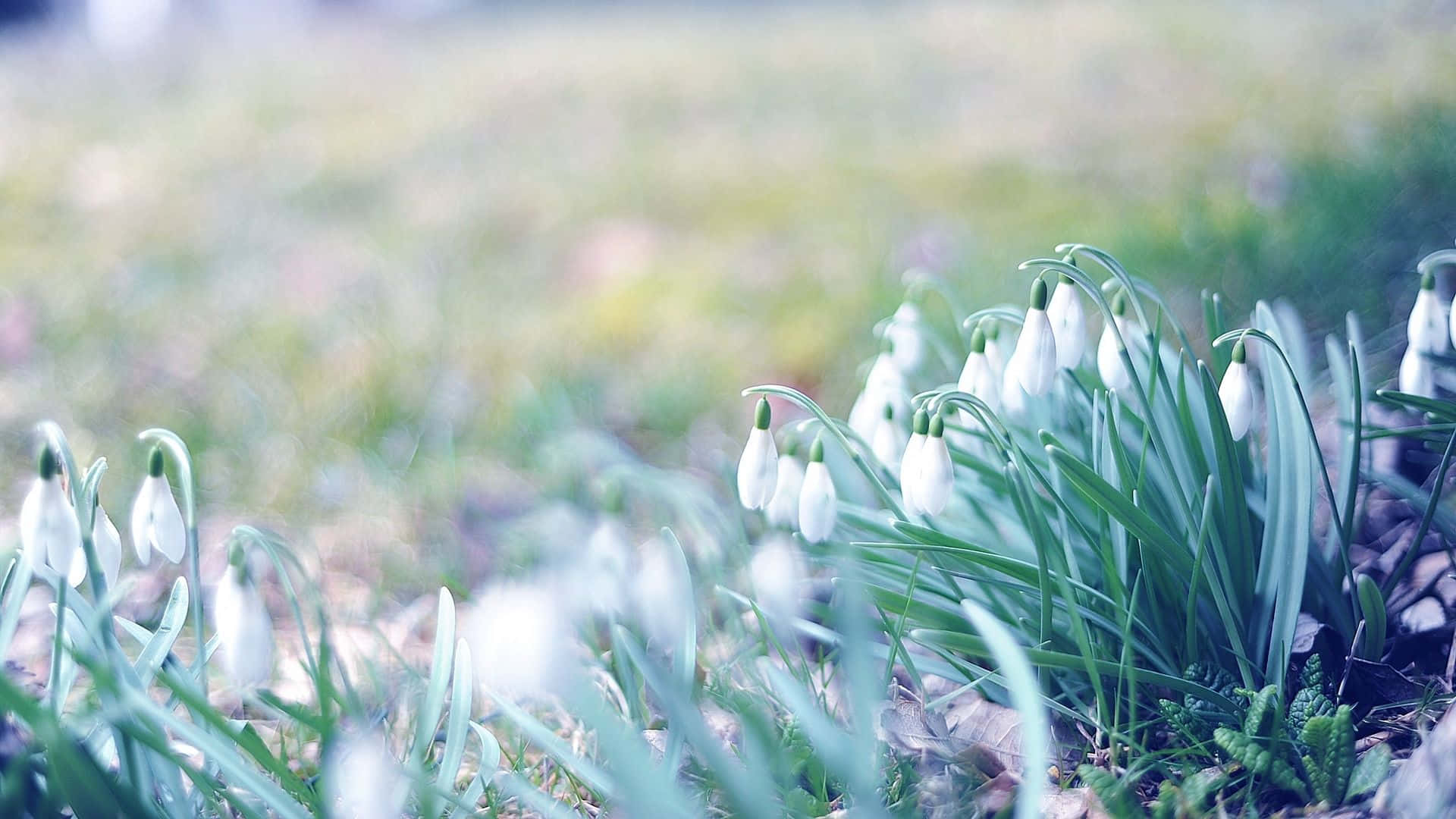 Spring Grass 桌布 壁紙 — 柔和的晨光下，精緻的白色雪花蓮在綠草和落葉間綻放。