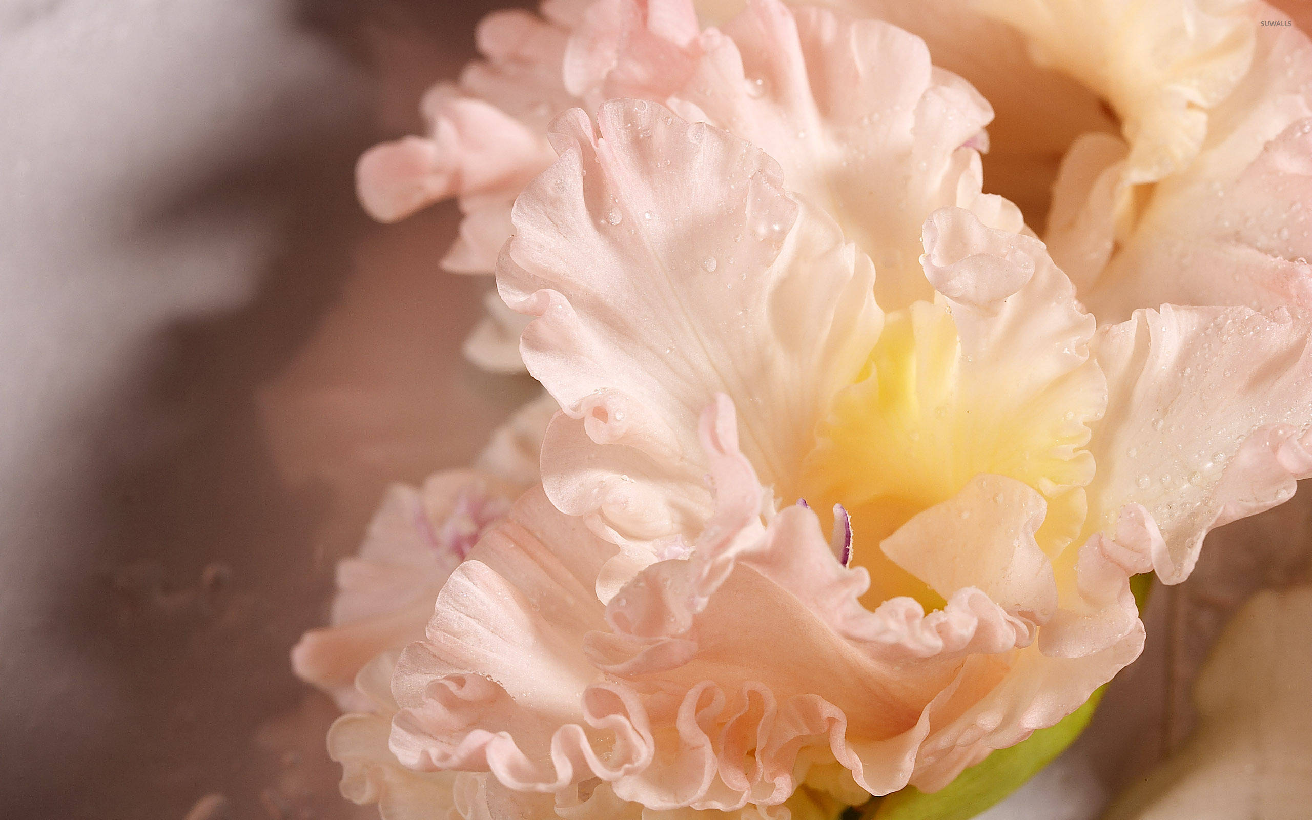 Gladiolus 桌布 壁紙 — 柔和的晨光中，一朵精緻的蜜桃色鳶尾花特寫，花瓣呈荷葉邊狀，帶有閃爍的露珠。