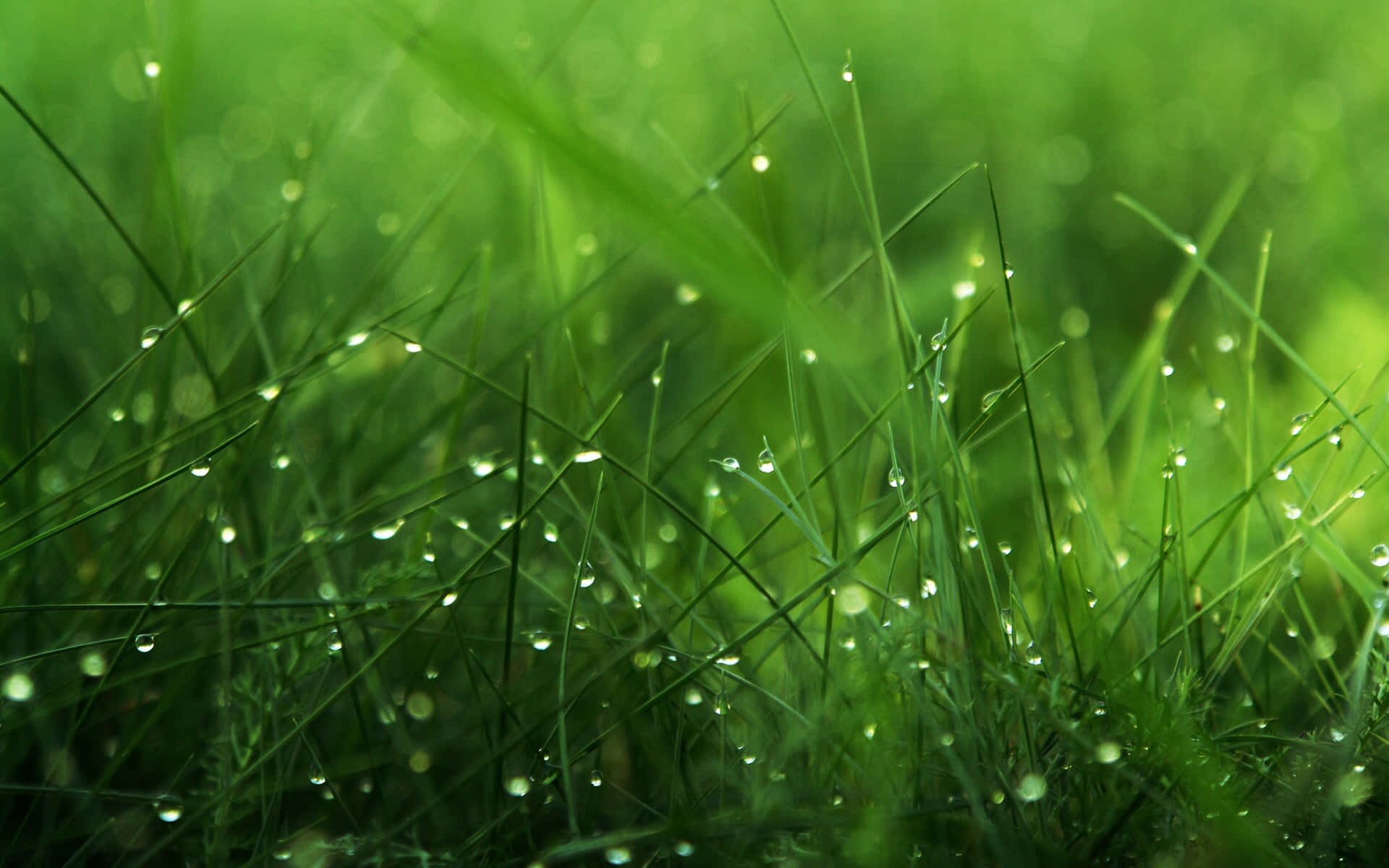 Green Grass 桌布 壁紙 — 柔和的晨光中，充滿活力的綠色草葉上閃爍著露珠的特寫。