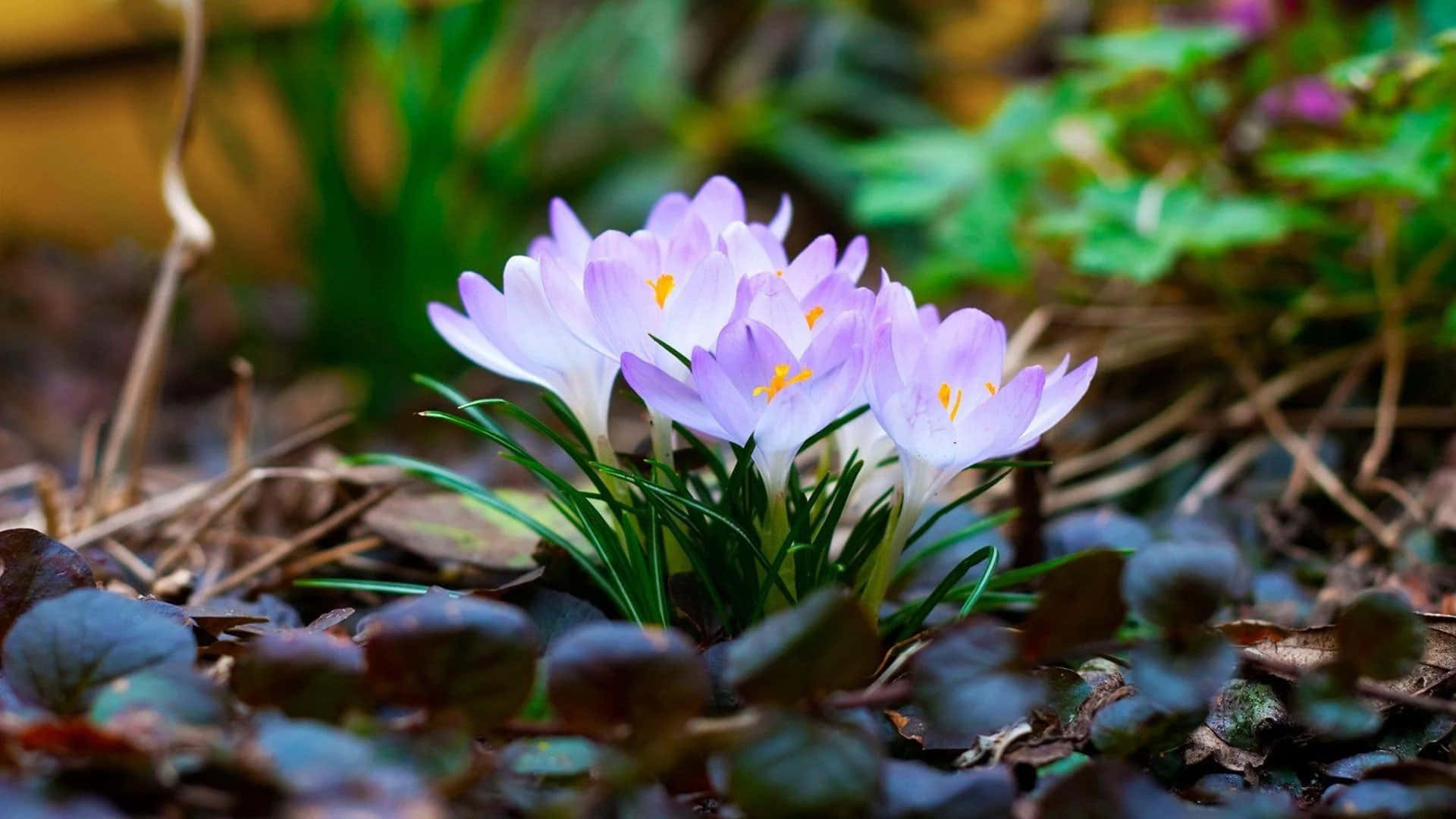 screensaver 桌布 壁紙 — 柔和的森林地面上，精緻的紫色番紅花穿過落葉綻放。