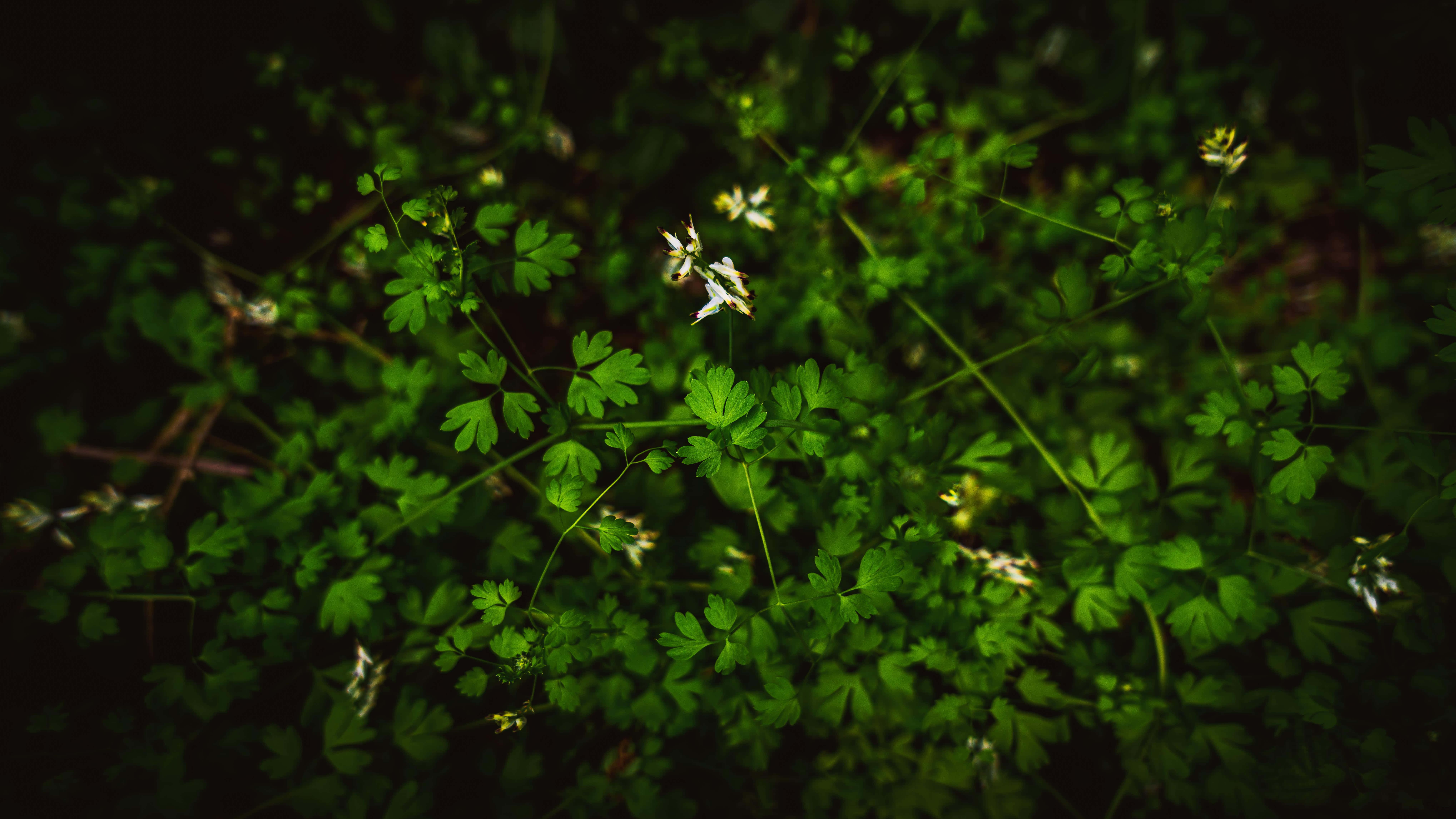 plants 桌布 壁紙 — 柔和的森林地面場景中，精緻的白色花朵從茂密的綠色樹葉間探出頭來。