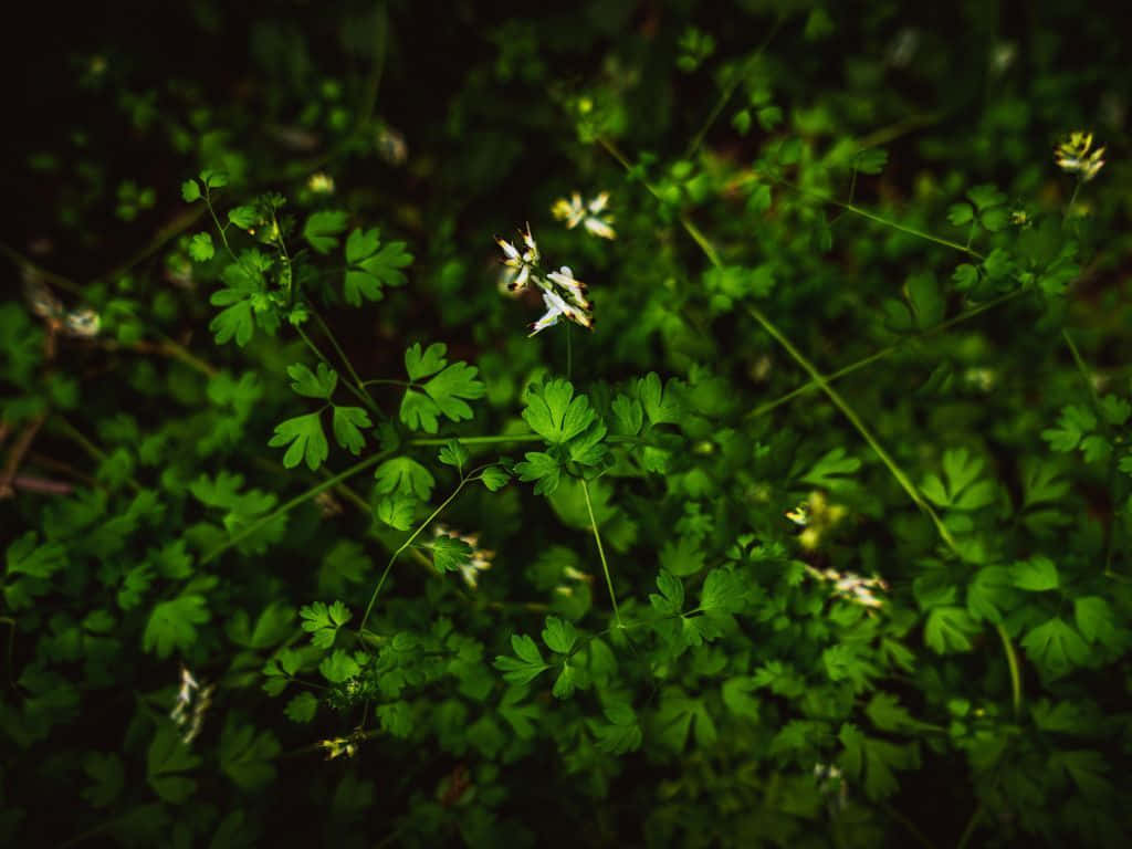 plants 桌布 壁紙 — 柔和的森林地面場景中，精緻的白色花朵從茂密的綠色樹葉中探出頭來。