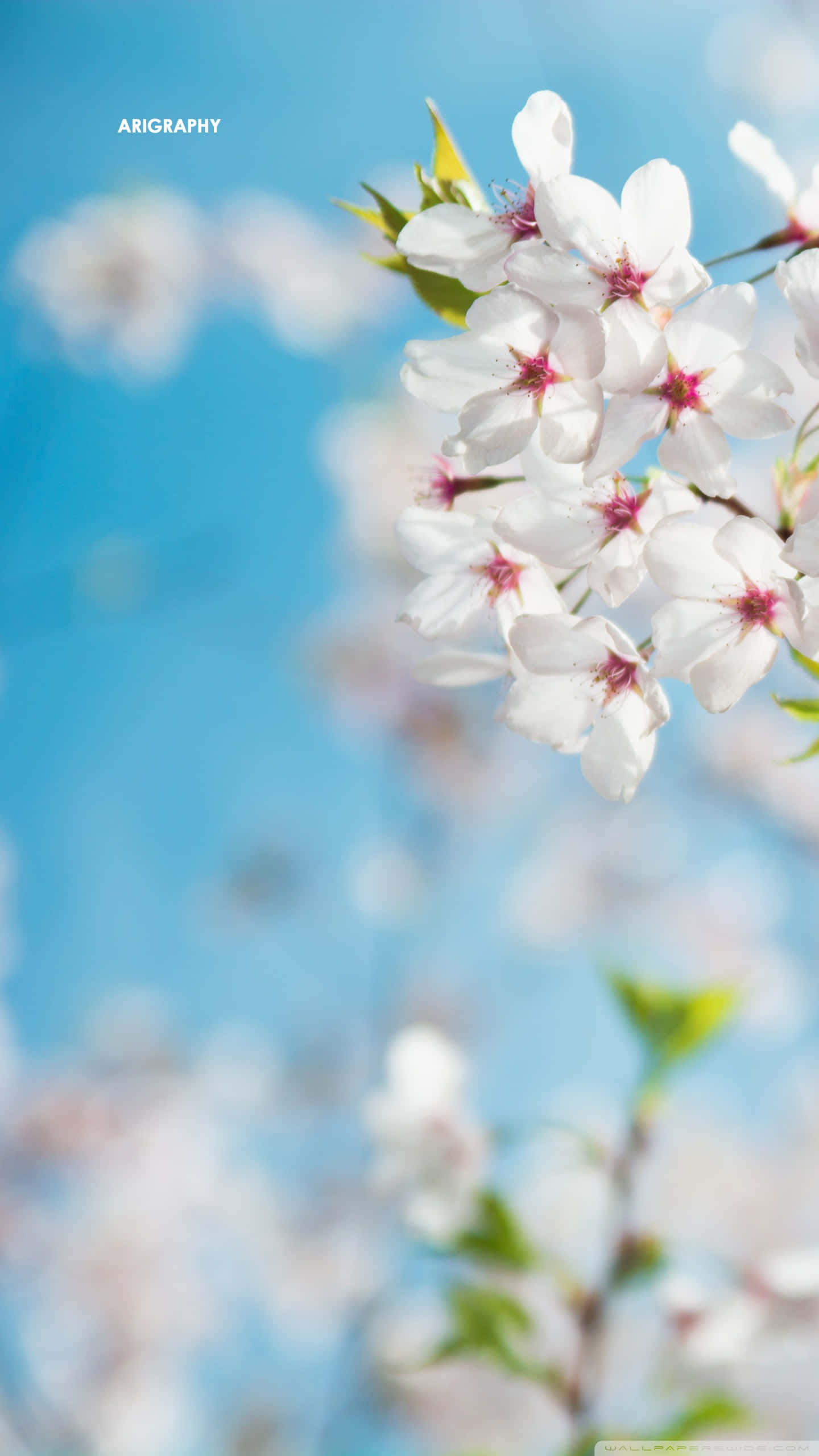 Spring iPhone 桌布 壁紙 — 柔和的白色櫻花帶有粉紅色花心，在柔焦效果下於鮮豔的藍天中綻放。