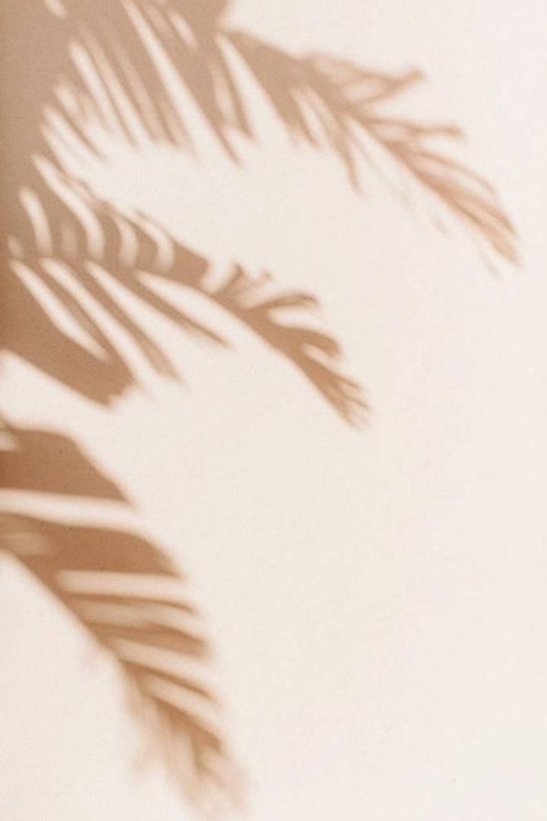 Leaves 桌布 壁紙 — 柔和的米色棕櫚葉陰影在溫暖自然光下點綴在素色牆上。