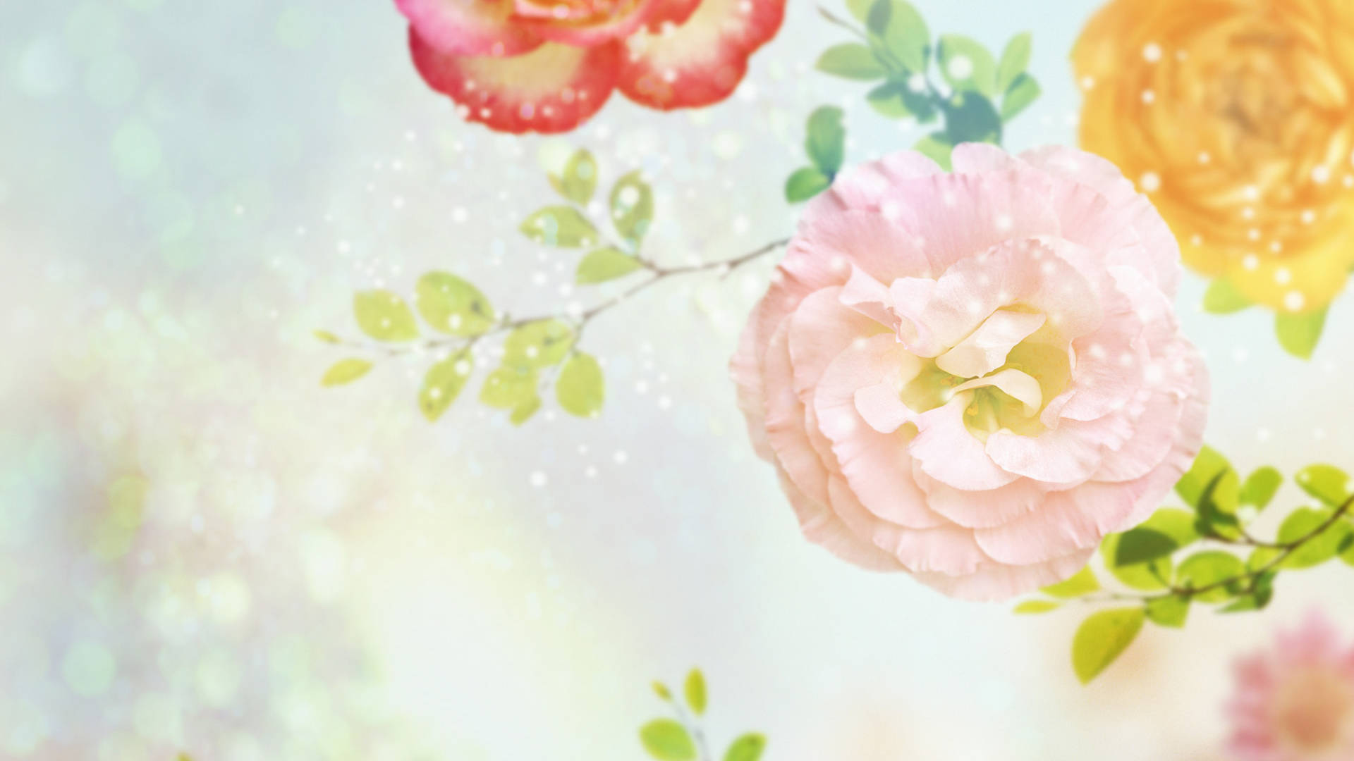 康乃馨 桌布 壁紙 — 柔和的粉彩玫瑰和綠色葉片在夢幻的散景背景上輕輕漂浮，伴隨著閃爍的光粒子。