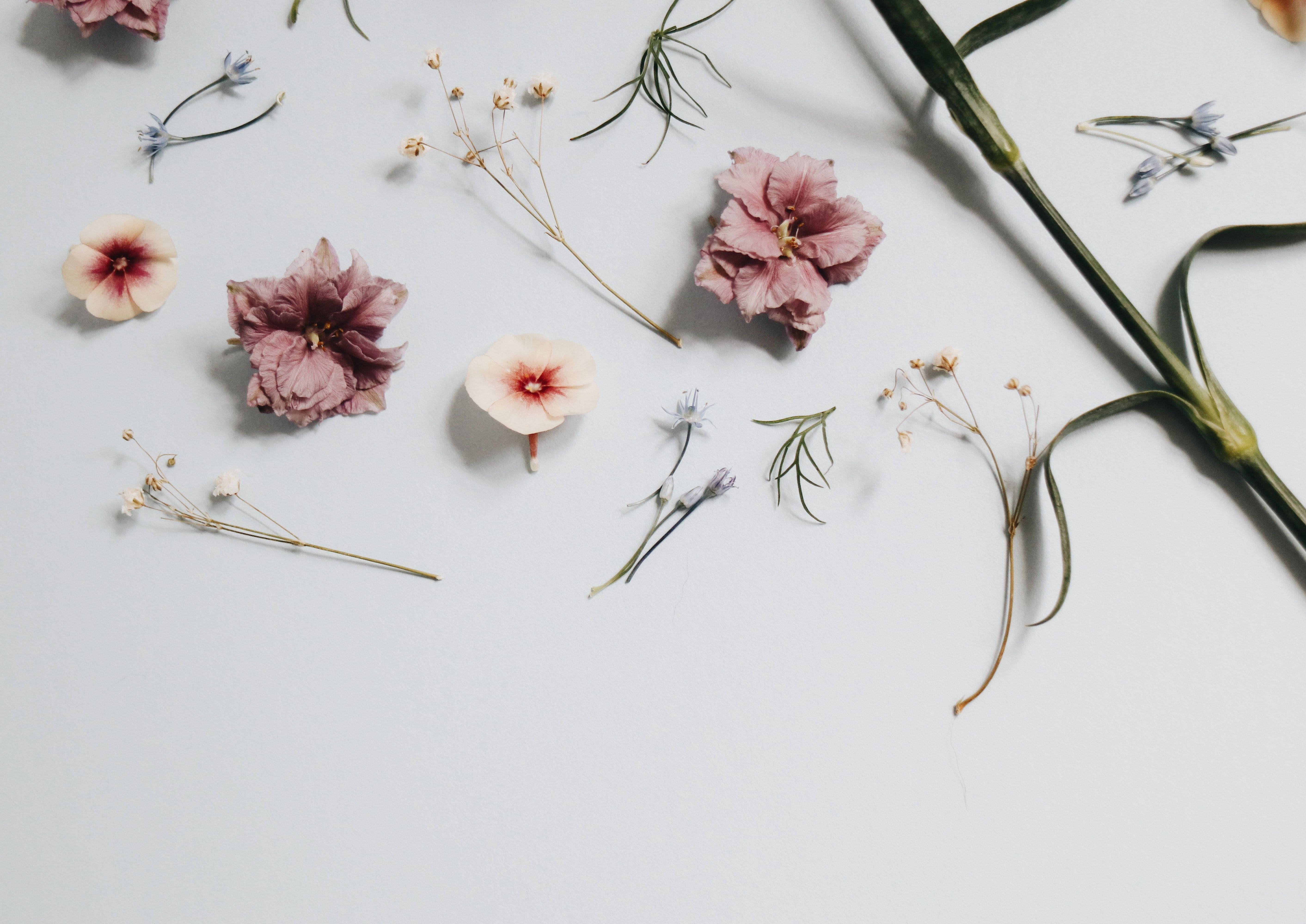 Minimalist Spring 桌布 壁紙 — 柔和的粉紅、白色和綠色調的細膩乾花和莖，排列在簡約的白色表面上。
