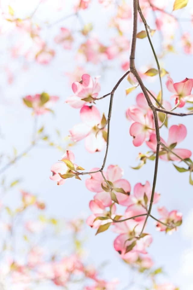 iPhone Flower 桌布 壁紙 — 柔和的粉紅山茱萸花在明亮的天空和柔和散景襯托下，在纖細的枝條上嬌嫩綻放。