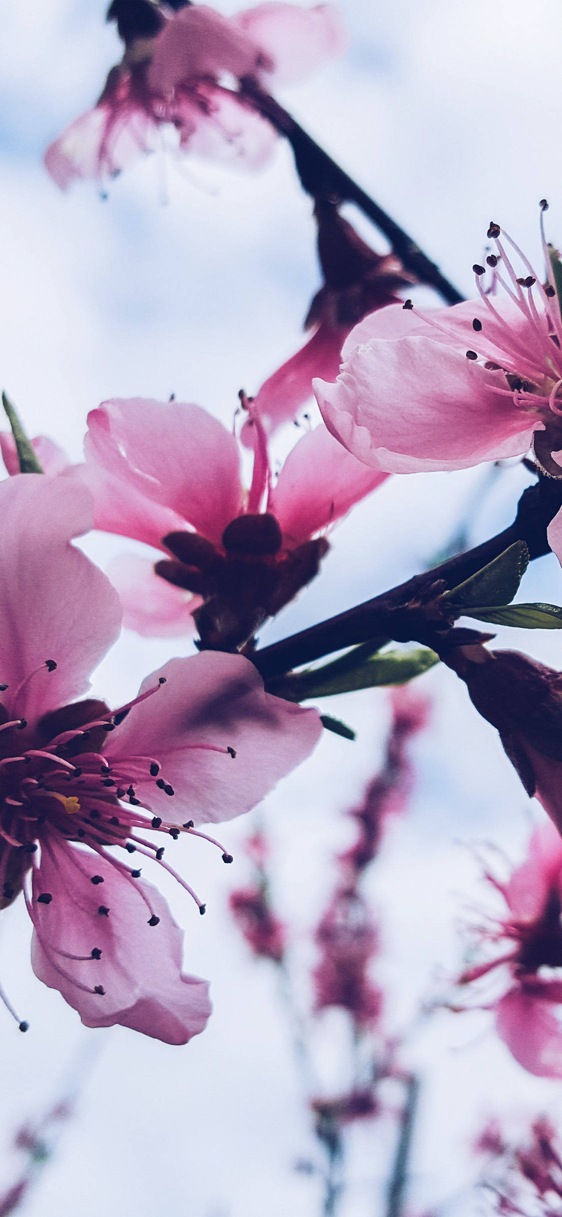 Sakura 桌布 壁紙 — 柔和的粉紅桃花在淡藍色天空下以精緻的特寫綻放。