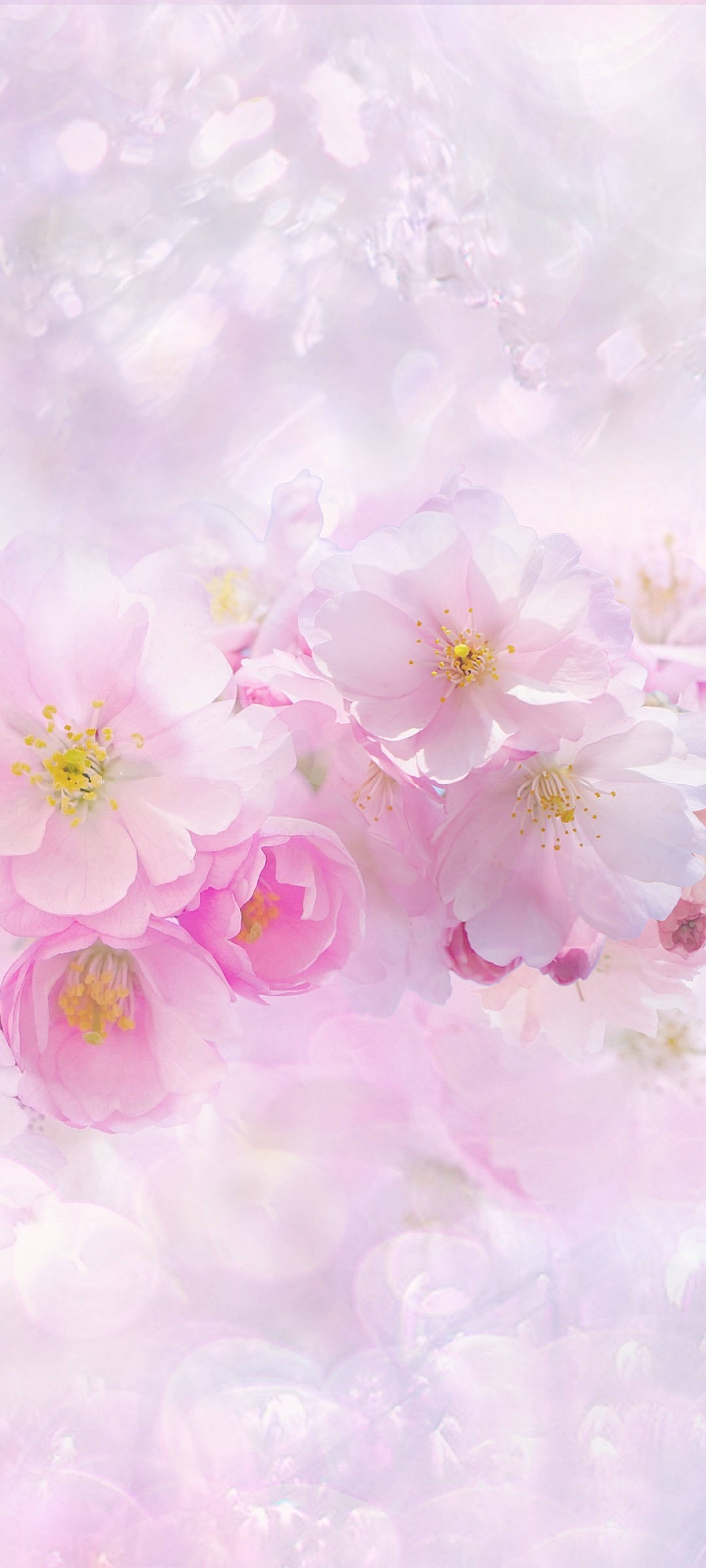 Flowers 桌布 壁紙 — 柔和的粉紅櫻花在夢幻般的粉彩背景中，伴隨著散景光效，輕輕綻放。