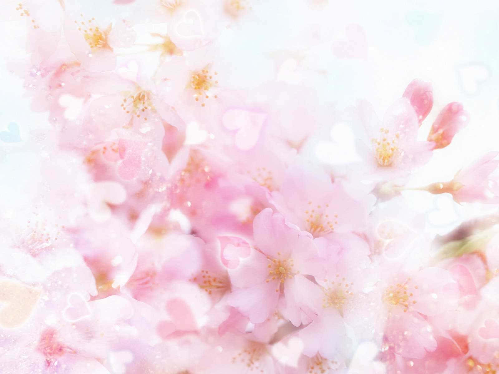 Best Flowers 桌布 壁紙 — 柔和的粉紅櫻花在明亮的白色背景上輕輕飄浮，帶有微妙的心形散景效果。