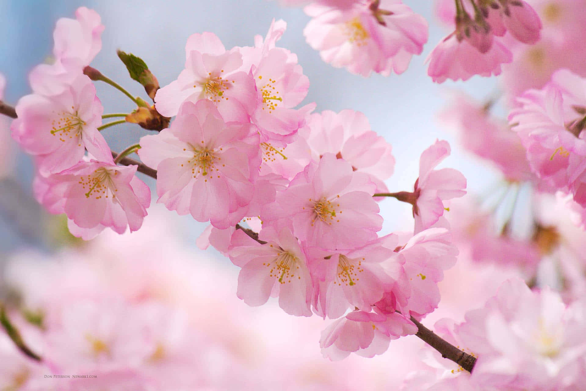 Pink Cherry Blossom 桌布 壁紙 — 柔和的粉紅櫻花在明亮的藍天和柔和散景背景下細膩綻放。