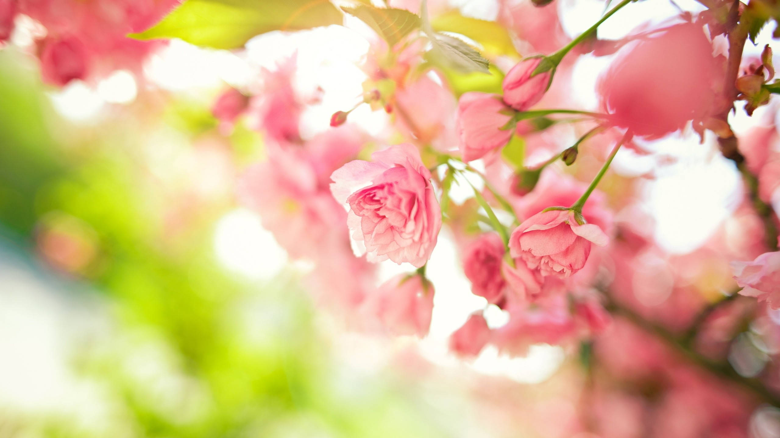 Roses 桌布 壁紙 — 柔和的粉紅櫻花在明亮的陽光下輕輕搖曳，背景是模糊的綠色樹葉。