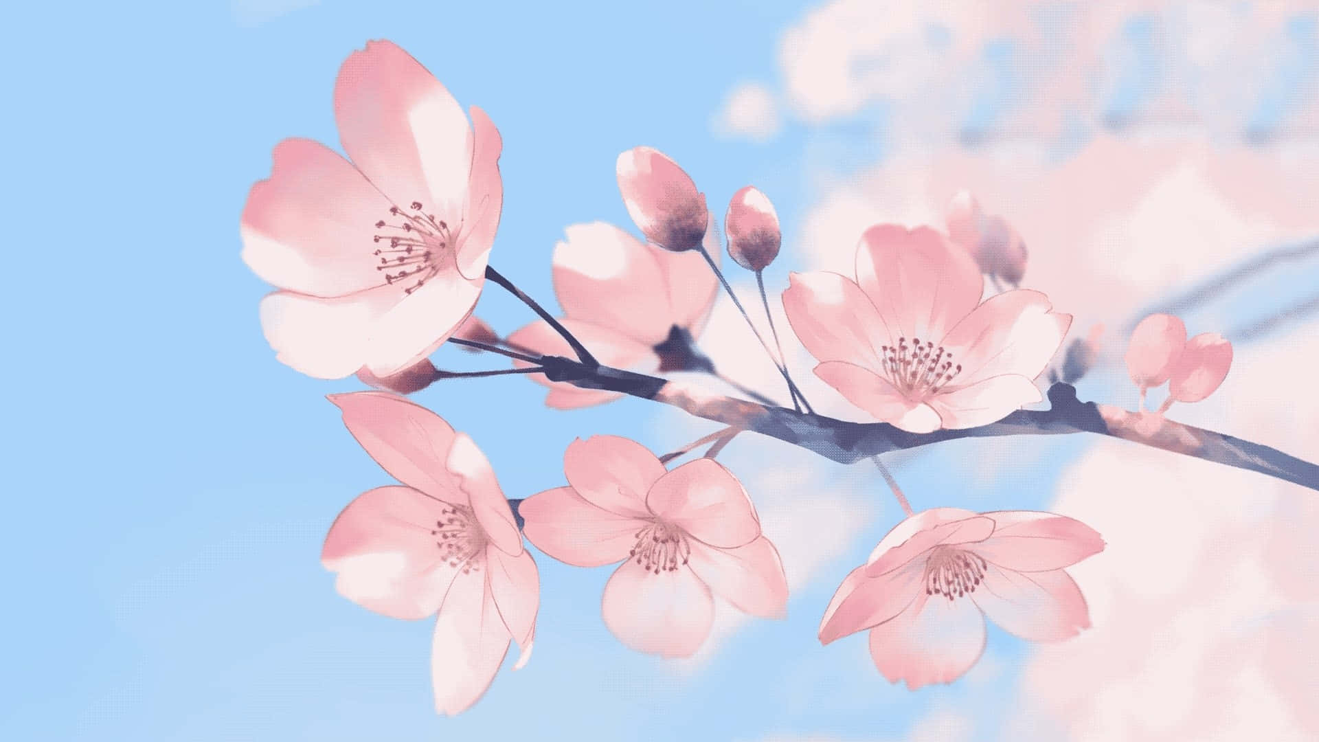 Anime Flower 桌布 壁紙 — 柔和的粉紅櫻花在枝頭綻放，襯托著柔和藍天與輕柔散景背景。