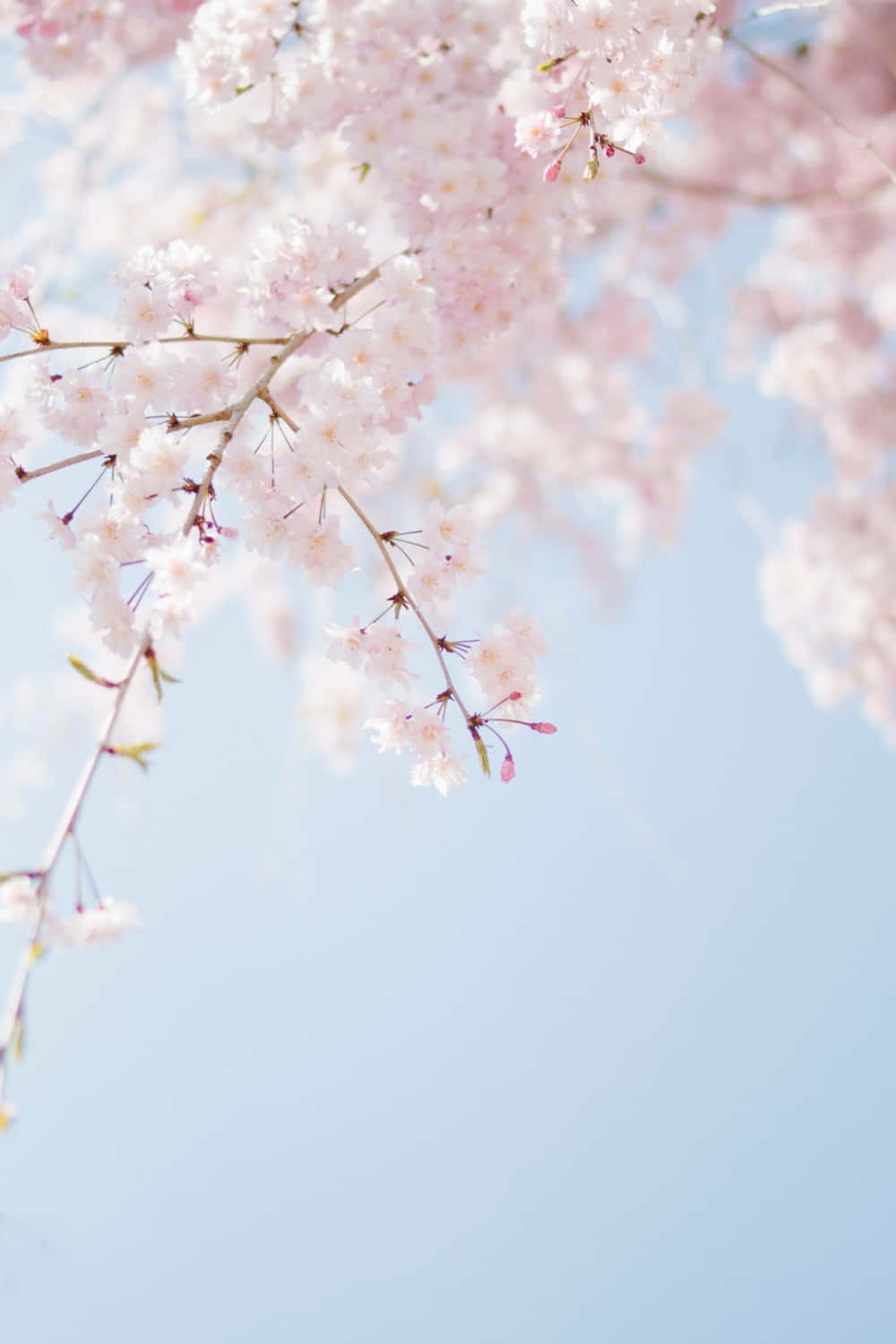 Spring Nature 桌布 壁紙 — 柔和的粉紅櫻花在柔和藍天下於溫柔春風中綻放。