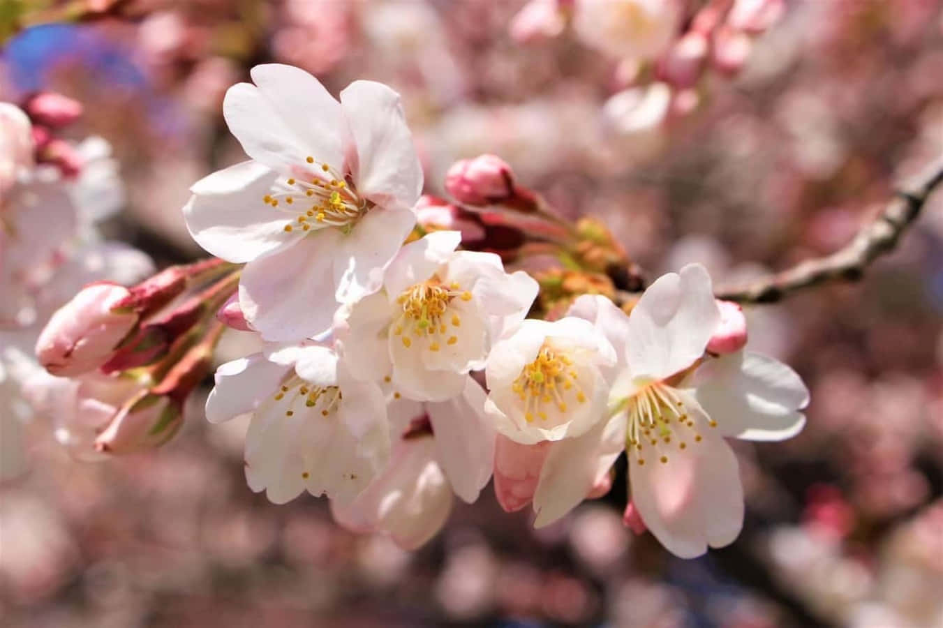 Sakura 桌布 壁紙 — 柔和的粉紅櫻花在模糊的春天背景下以柔焦綻放。