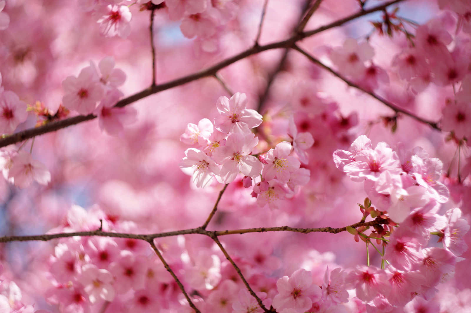 Sakura 桌布 壁紙 — 柔和的粉紅櫻花在模糊的花卉背景襯托下，在纖細的枝條上嬌嫩綻放。
