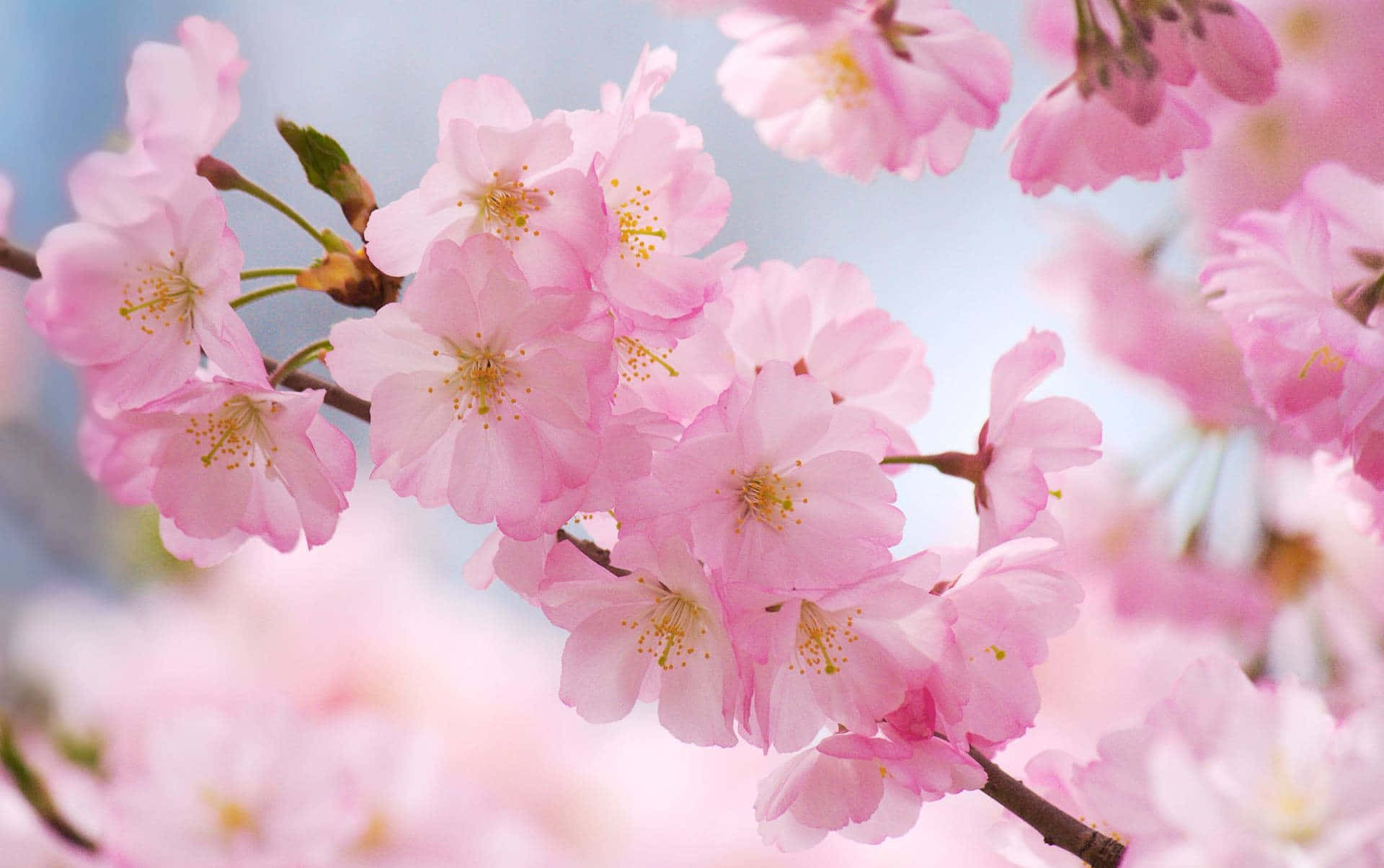 Sakura Blossom 桌布 壁紙 — 柔和的粉紅櫻花在模糊的藍天下，在溫柔的春風中細膩地綻放。