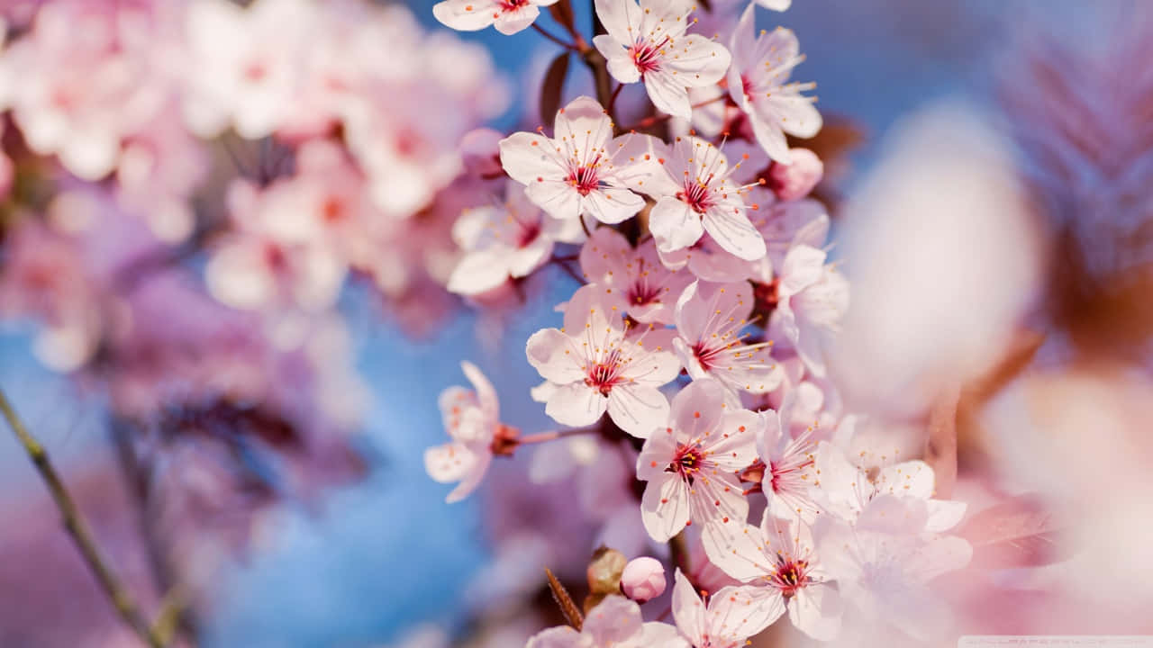 Pink Cherry Blossom 桌布 壁紙 — 柔和的粉紅櫻花在模糊的藍天背景下，在溫柔的春風中細膩地綻放。