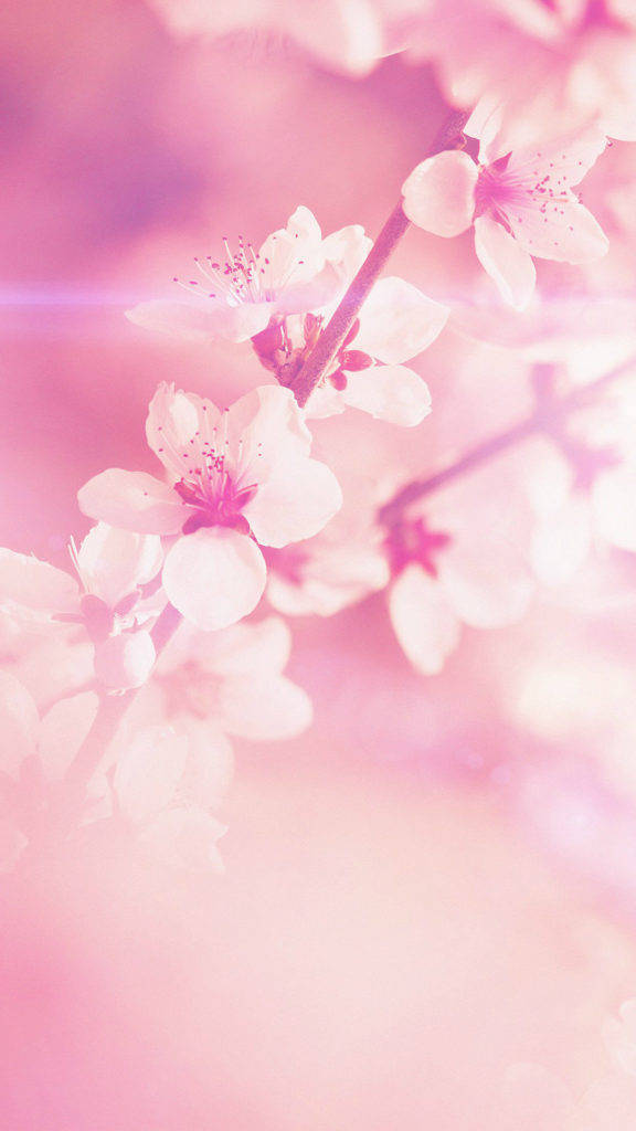 花 iPhone 桌布 壁紙 — 柔和的粉紅櫻花在樹枝上細膩綻放，背景是夢幻的粉彩粉紅色，帶有柔和鏡頭光暈。