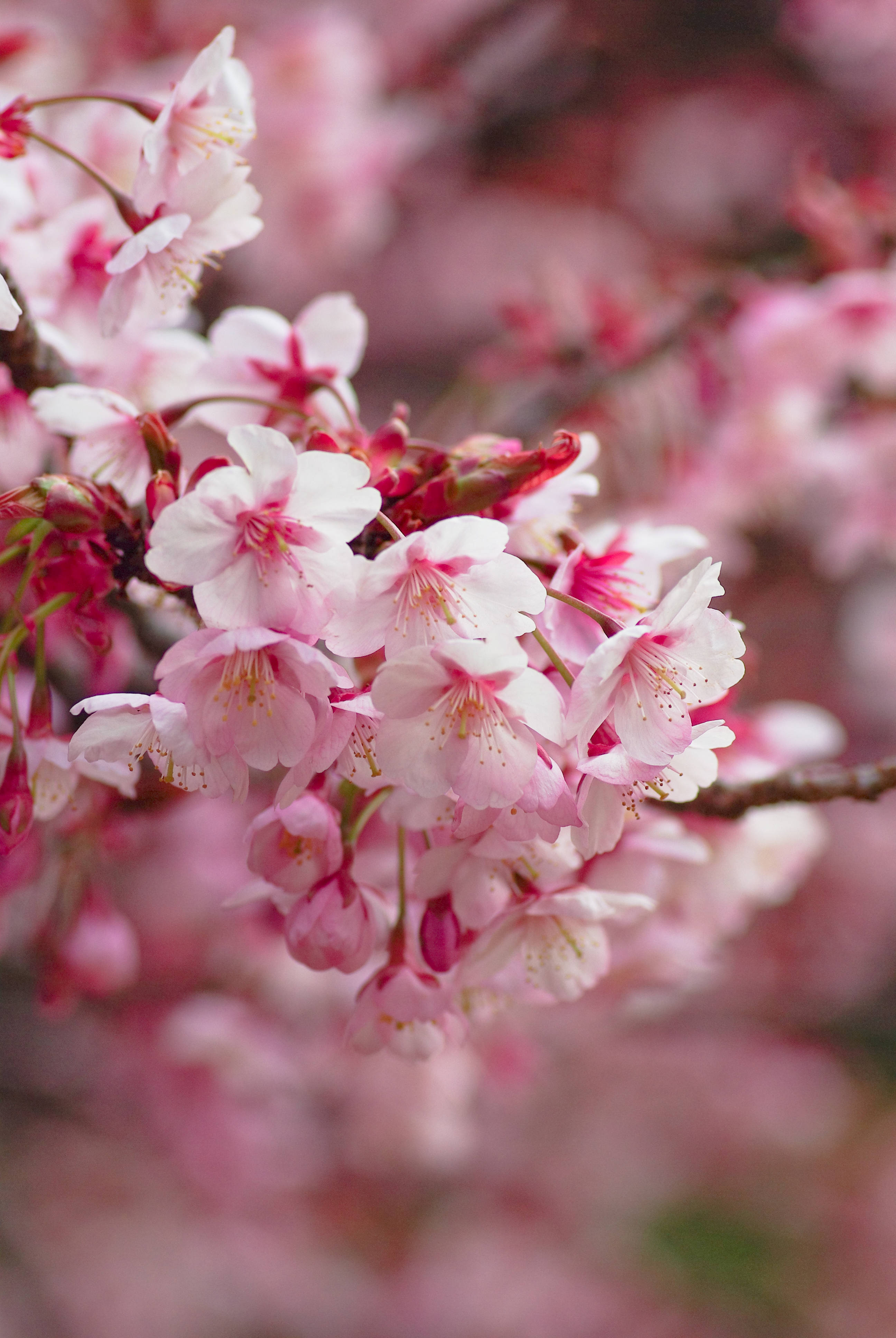 Sakura 桌布 壁紙 — 柔和的粉紅櫻花在樹枝上細膩綻放，模糊的花卉背景營造出夢幻的春天氛圍。