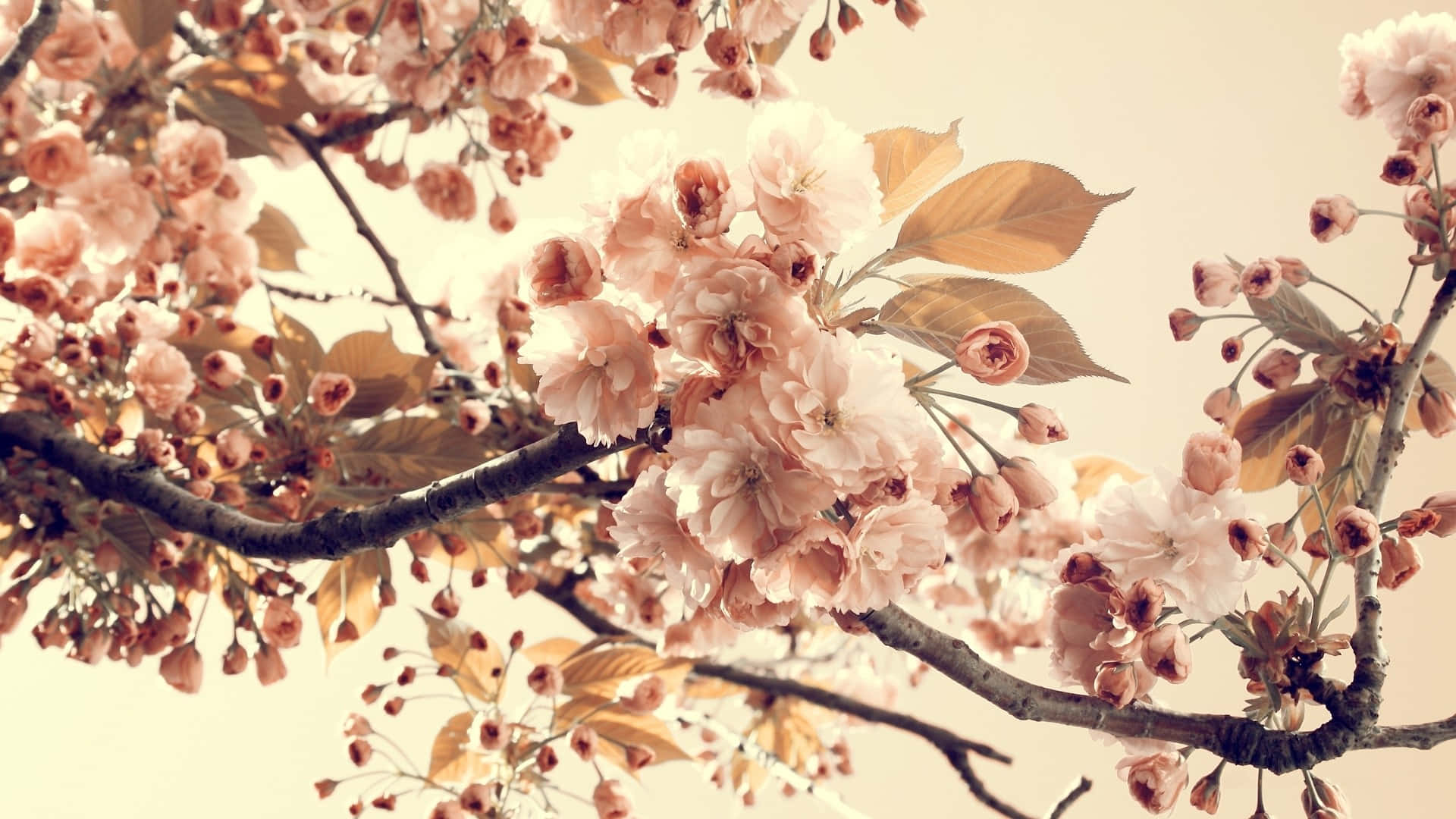 Tumblr Flower 桌布 壁紙 — 柔和的粉紅櫻花在深色樹枝上密集盛開，映襯著溫暖的米色天空。