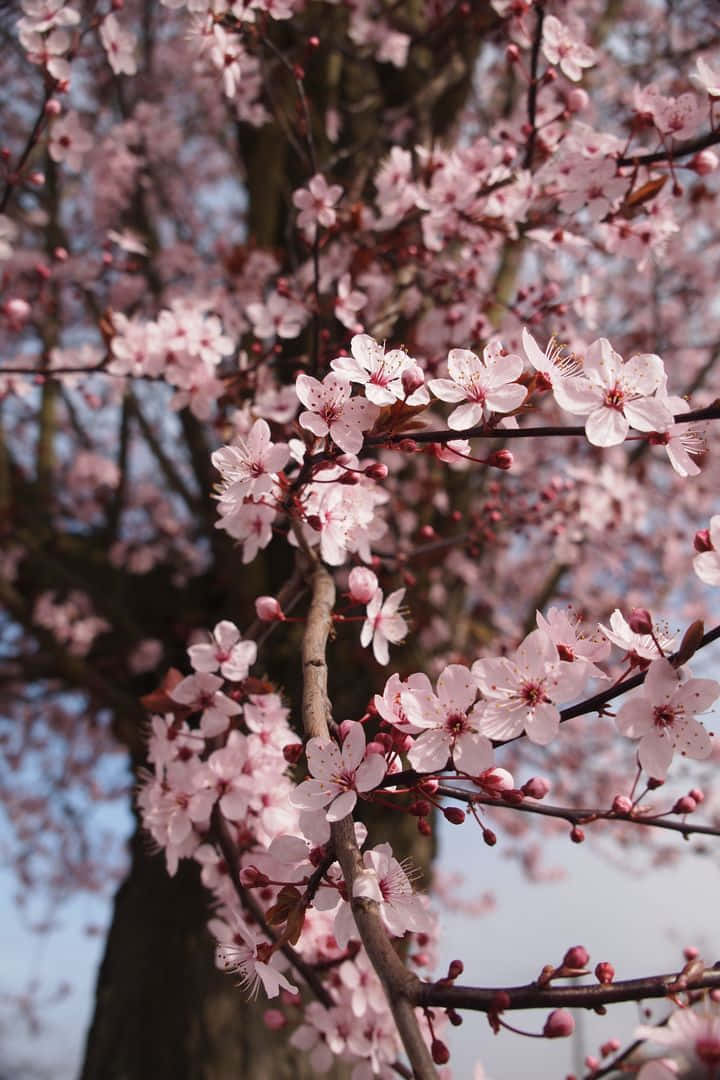 Pink Cherry Blossom 桌布 壁紙 — 柔和的粉紅櫻花在深色樹枝上密集綻放，映襯著柔和的藍天。