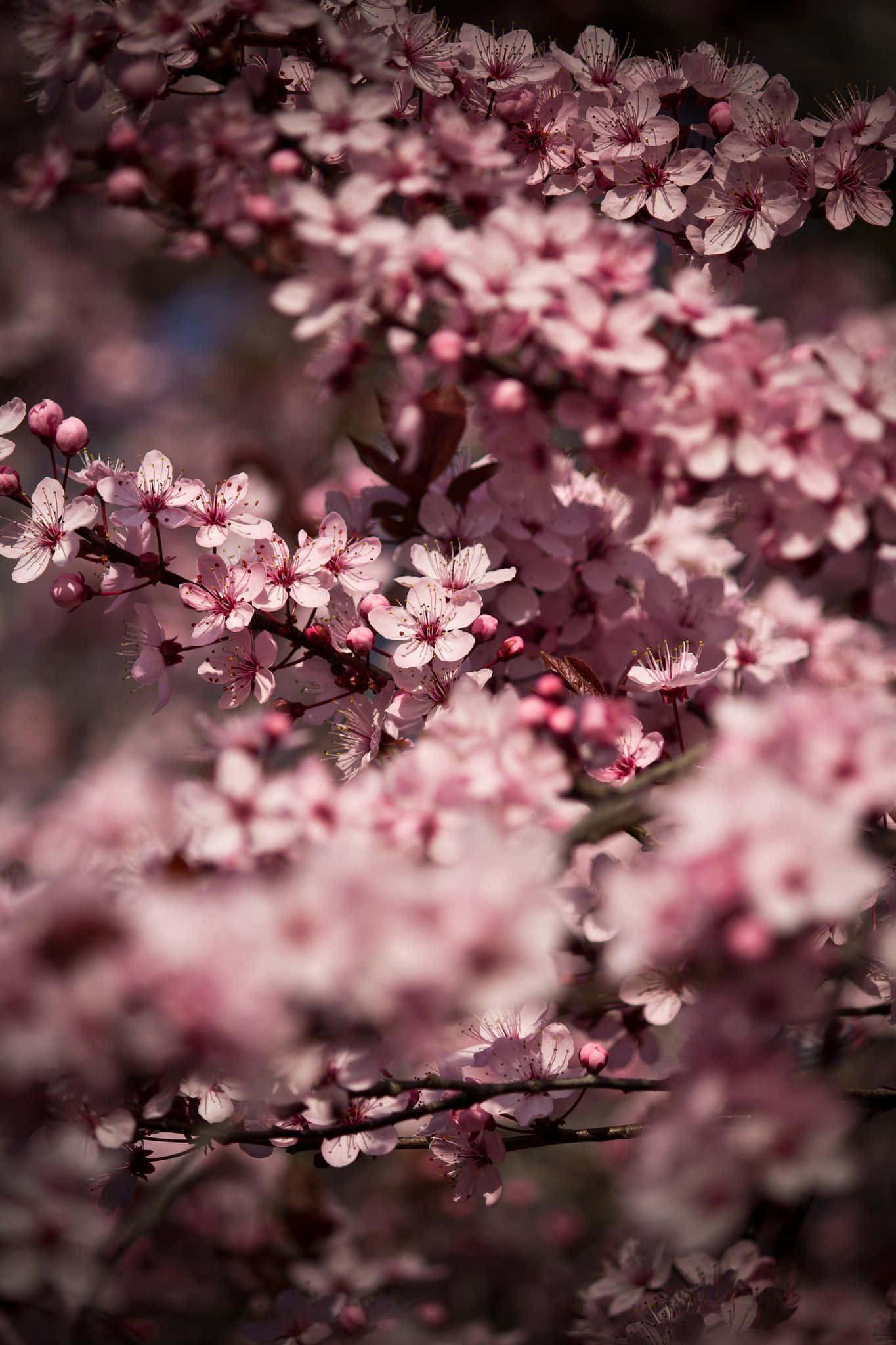 Sakura Flower 桌布 壁紙 — 柔和的粉紅櫻花在深色樹枝上密集綻放，景深較淺。