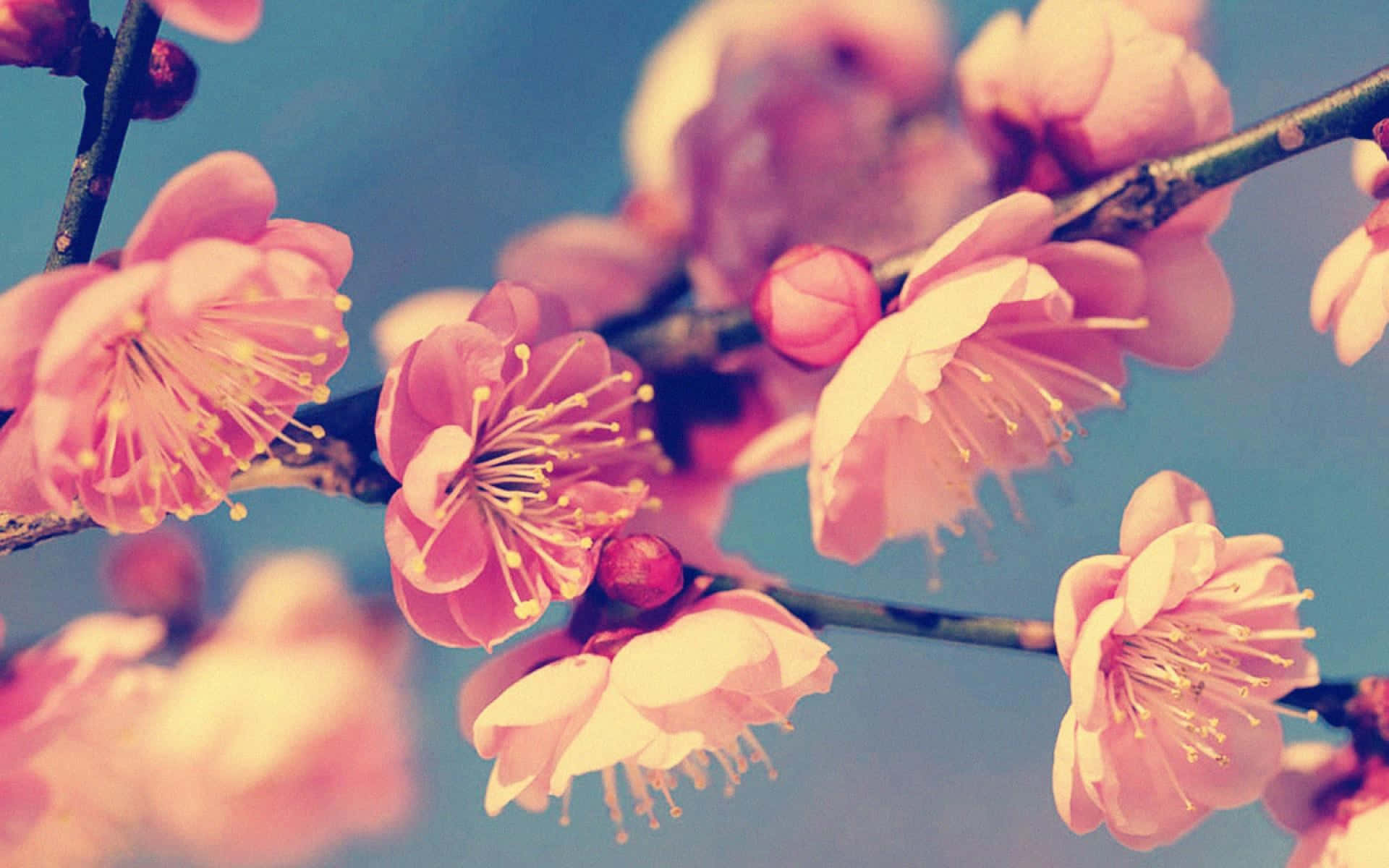 Vintage Flowers 桌布 壁紙 — 柔和的粉紅櫻花在深色樹枝上盛開，映襯著夢幻般的藍天。